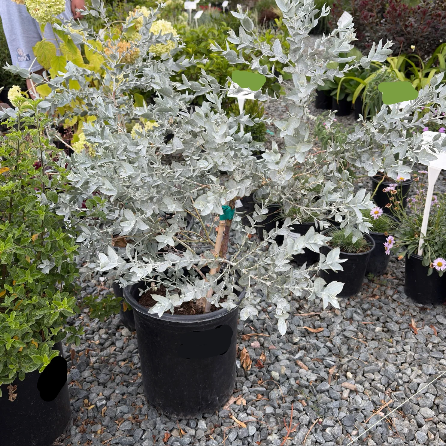 White Leaved Mallee