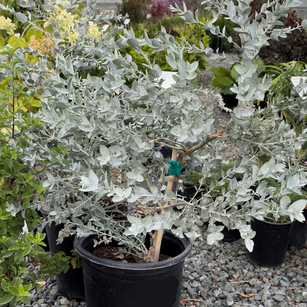 White Leaved Mallee - Image 3