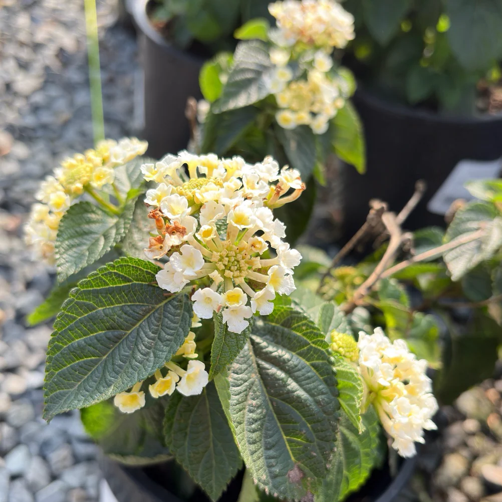White Bandana Lantana - Image 2
