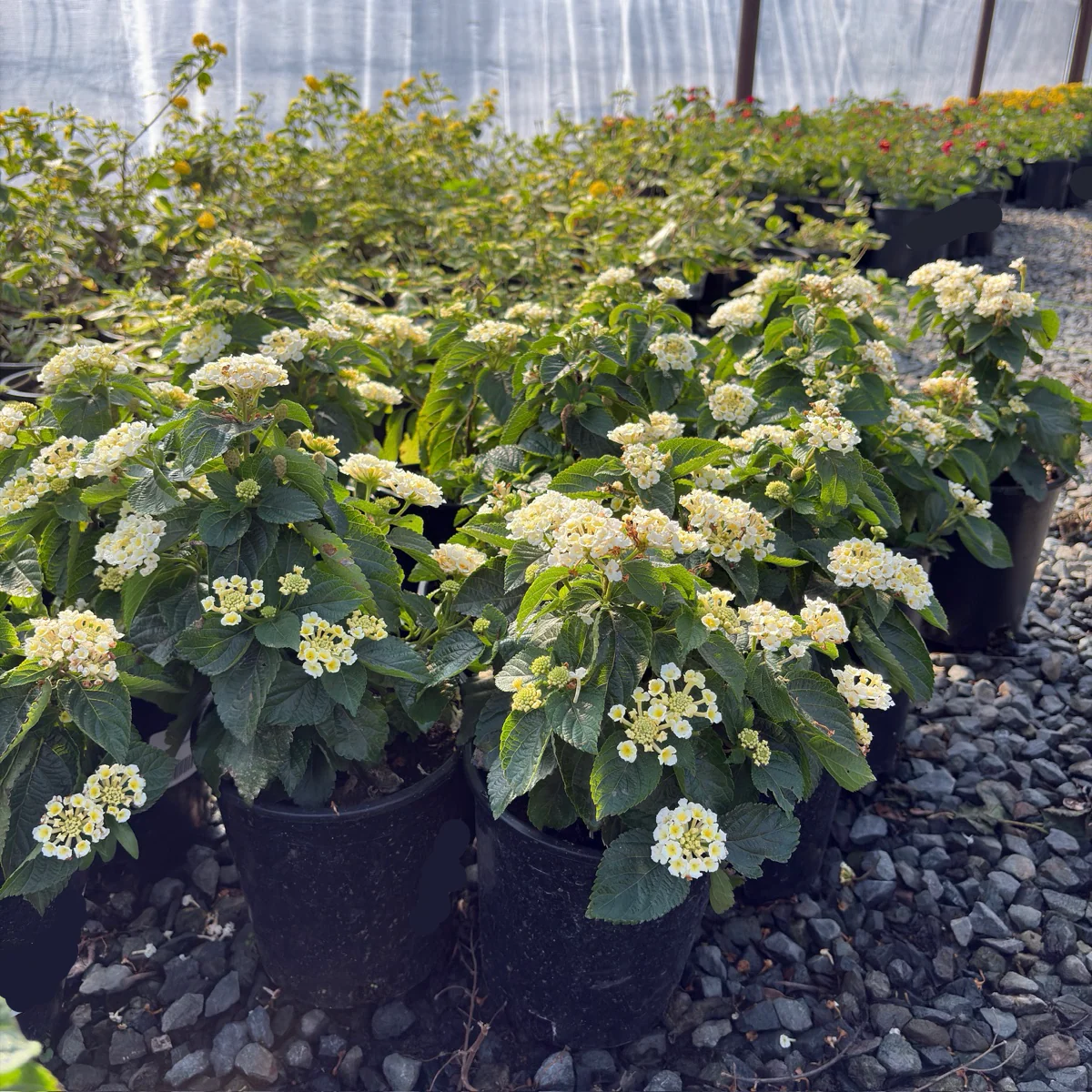 White Bandana Lantana