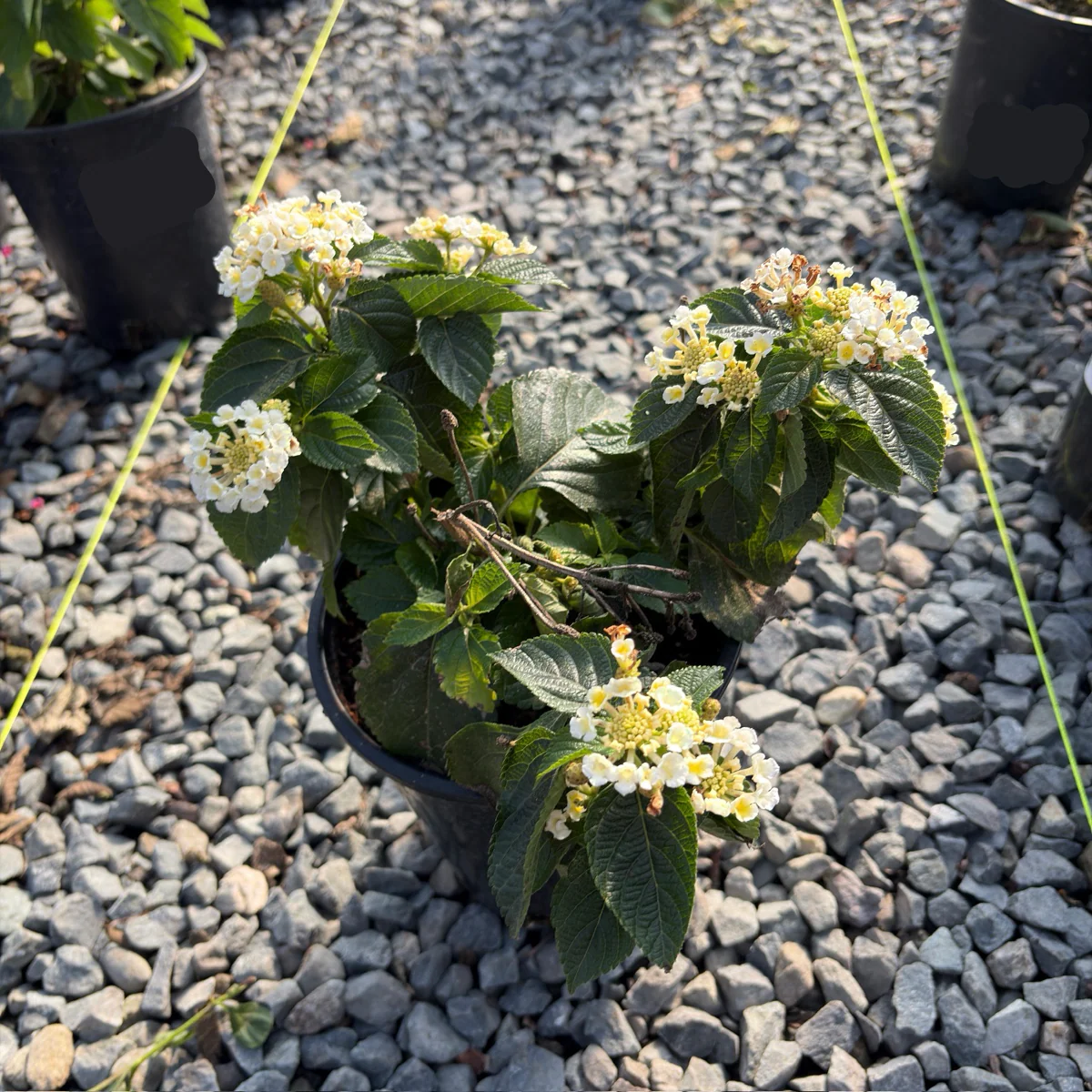 White Bandana Lantana - Image 3