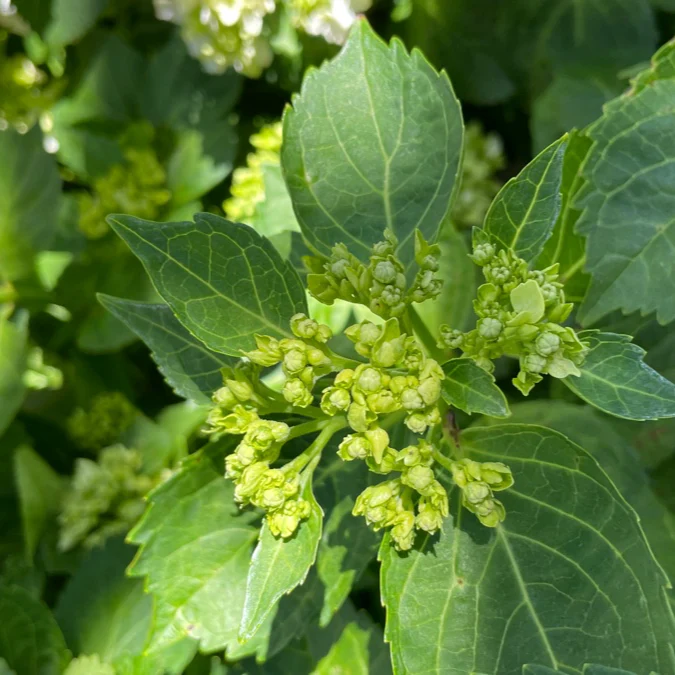 White Bigleaf Hydrangea - Image 2