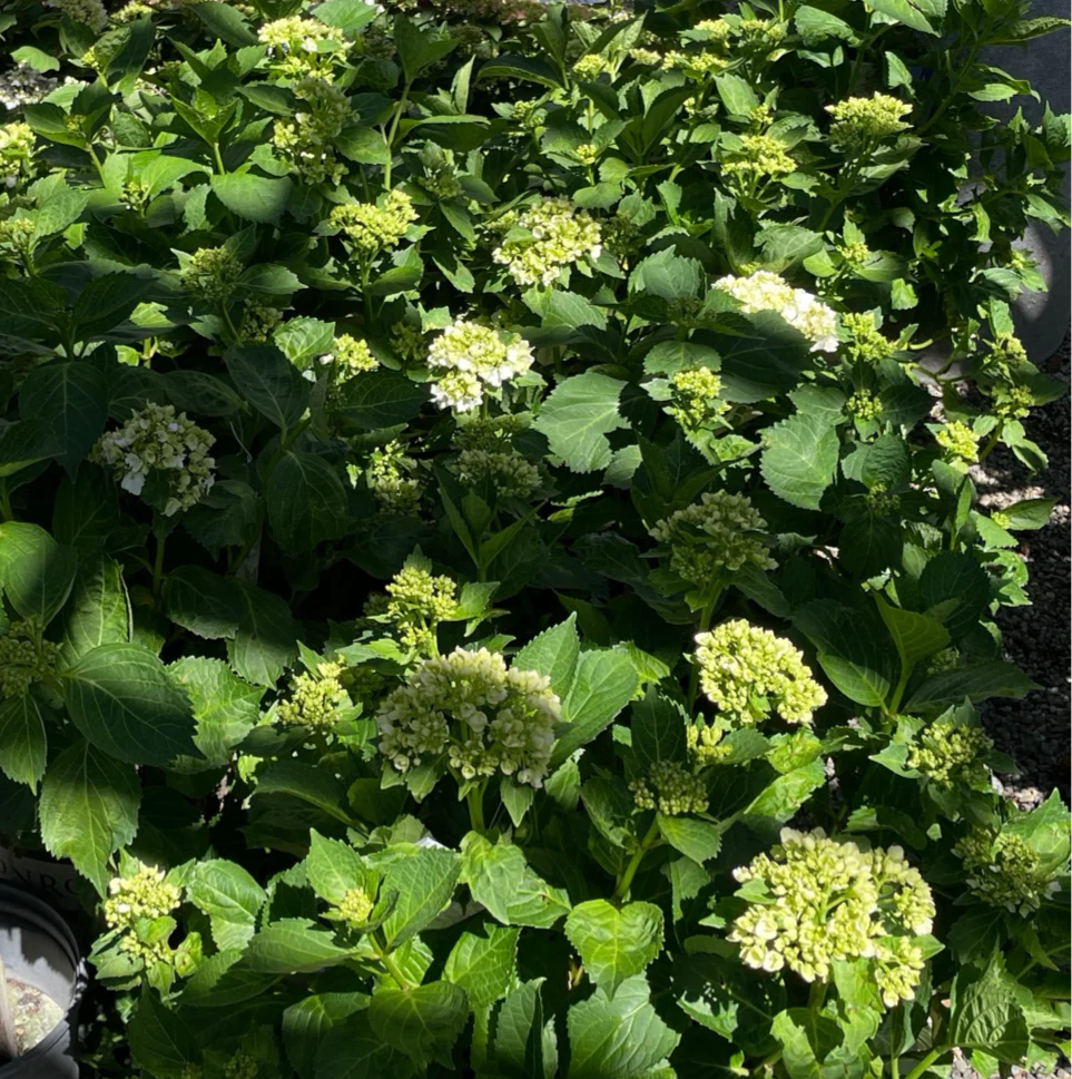 White Bigleaf Hydrangea - Image 3