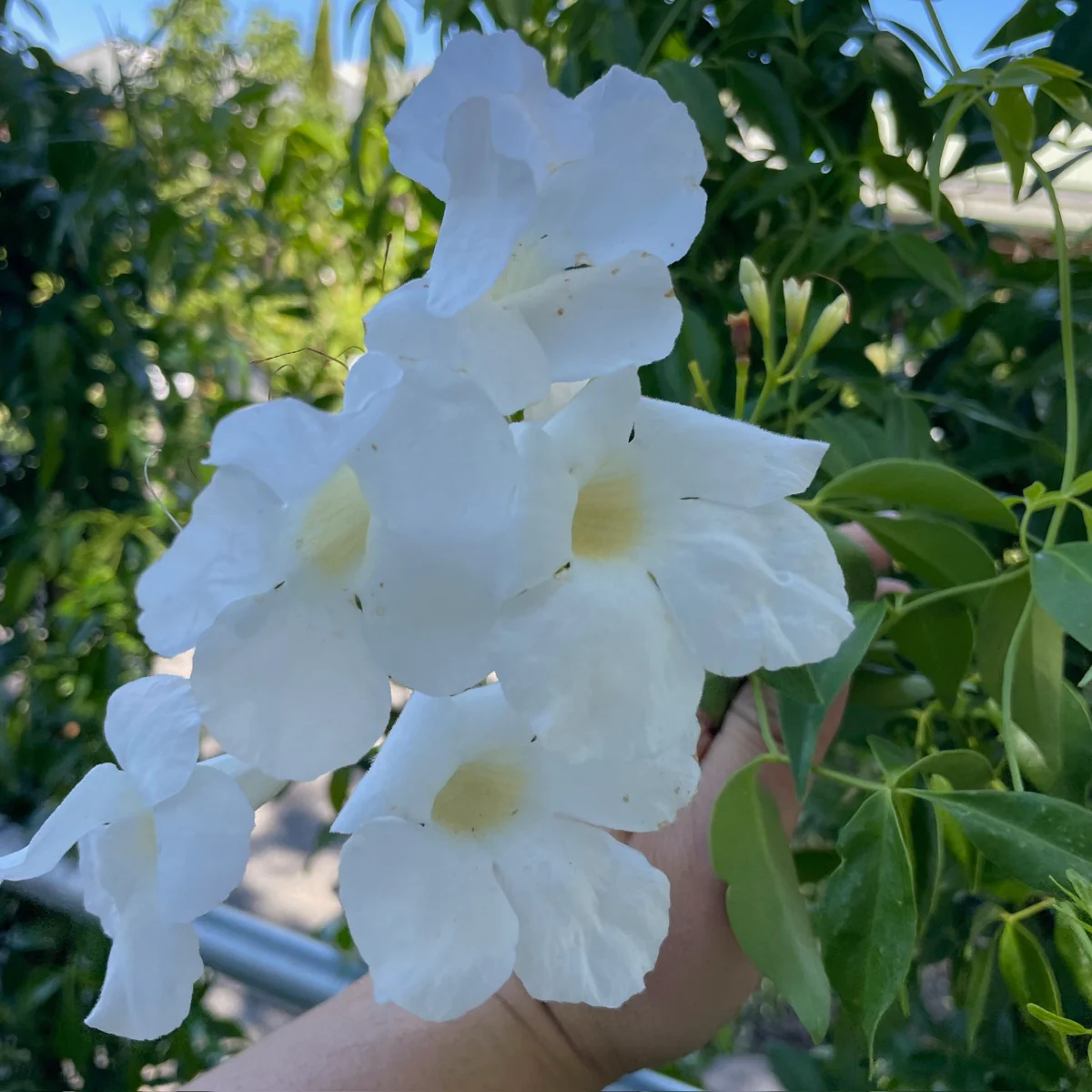 White Bower Vine - Image 3