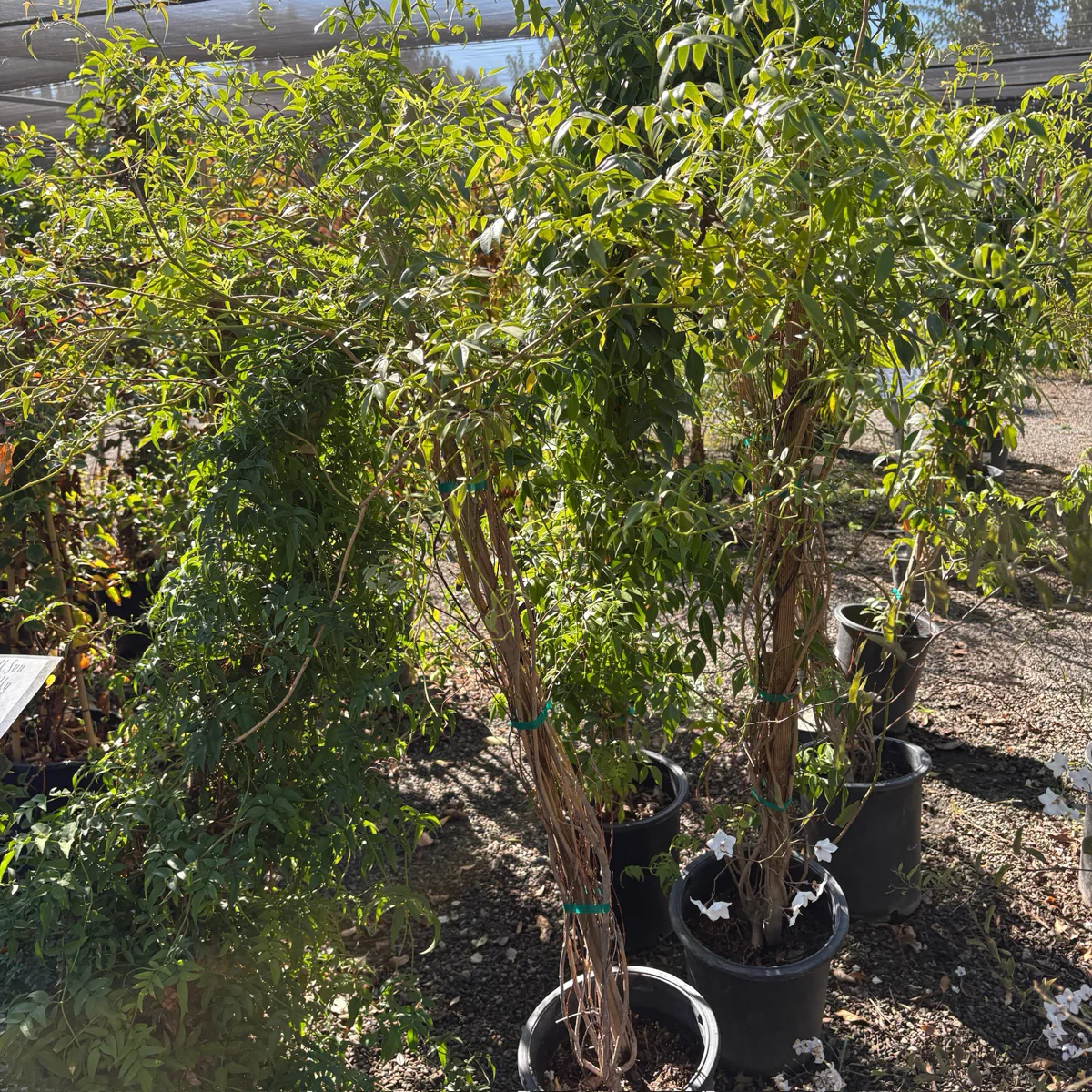 White Bower Vine - Image 2