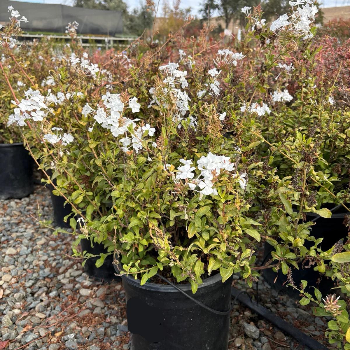 White Cape Plumbago