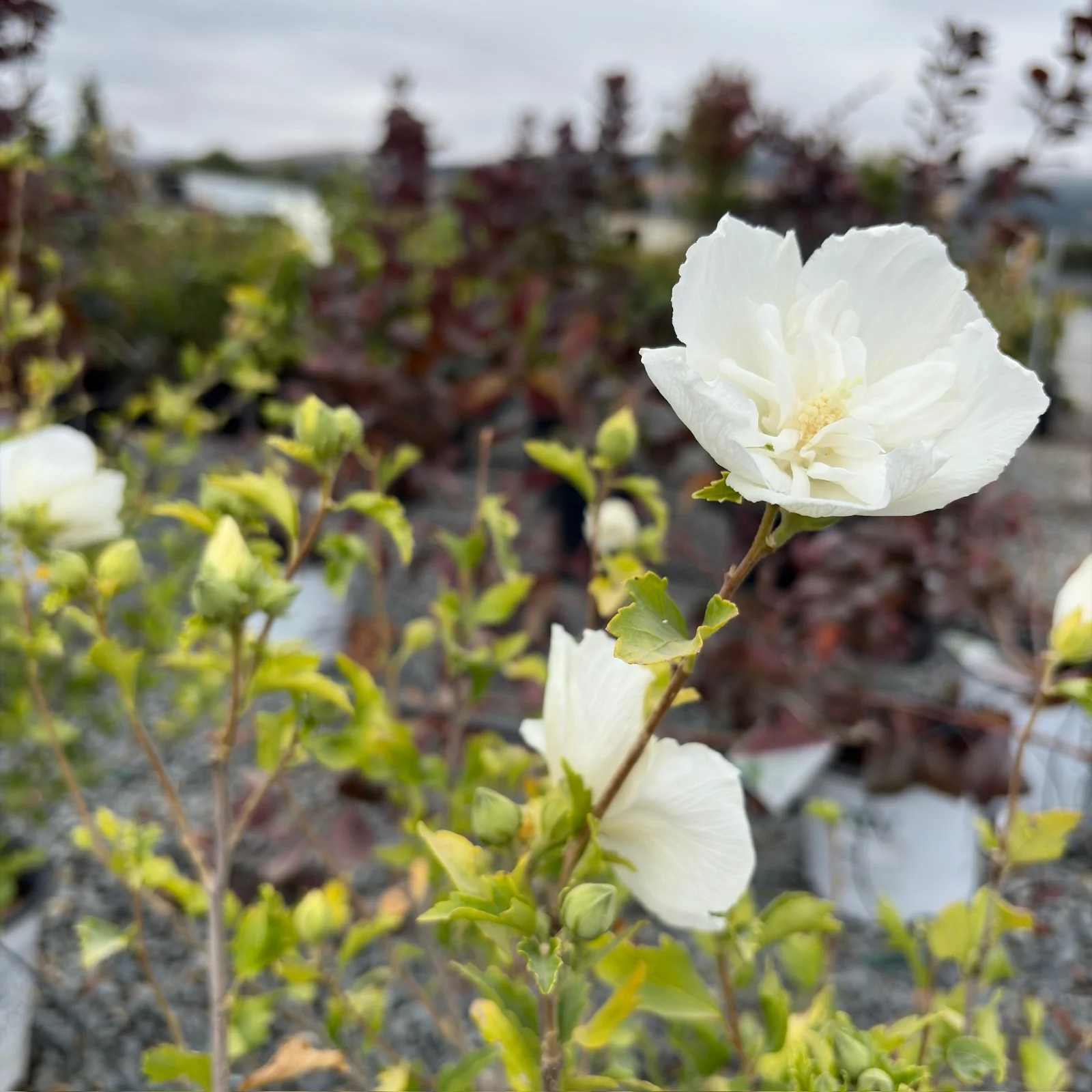White Chiffon Rose of Sharon