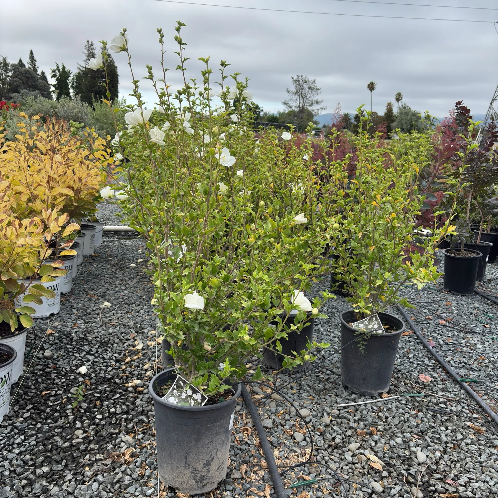 White Chiffon Rose of Sharon - Image 2
