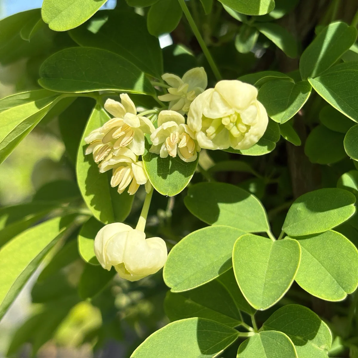 White Chocolate Vine - Image 2