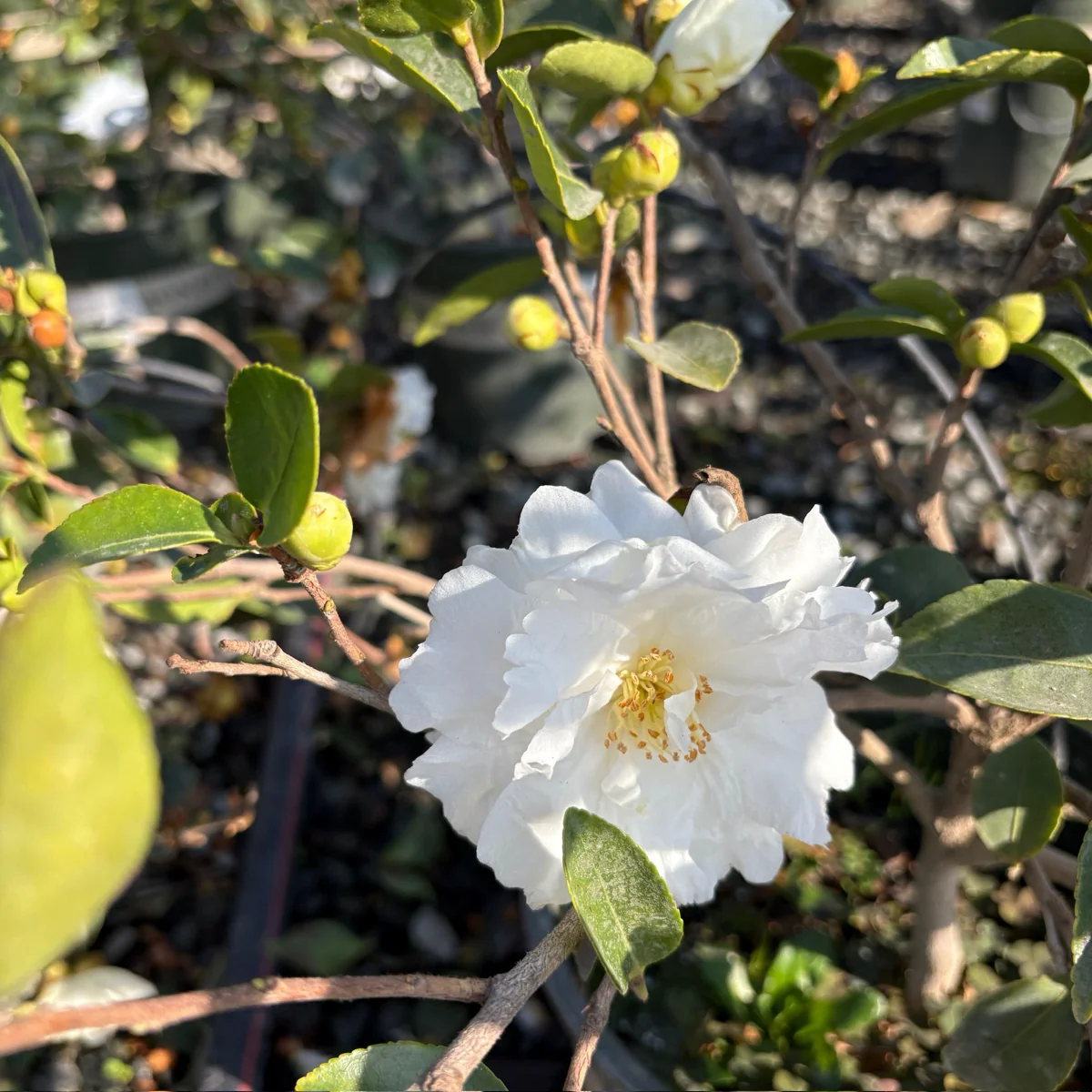 White Doves Camellia