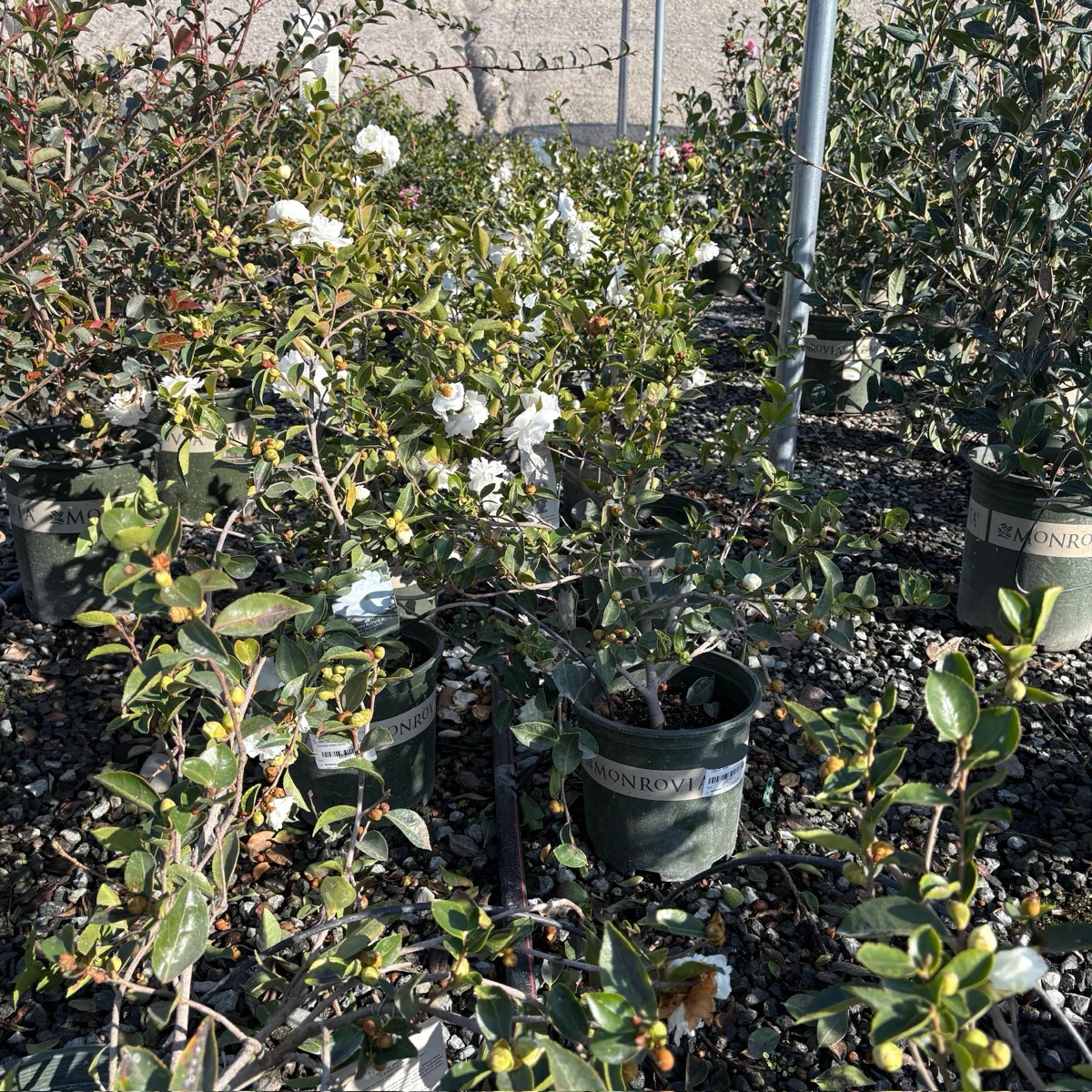 White Doves Camellia - Image 2