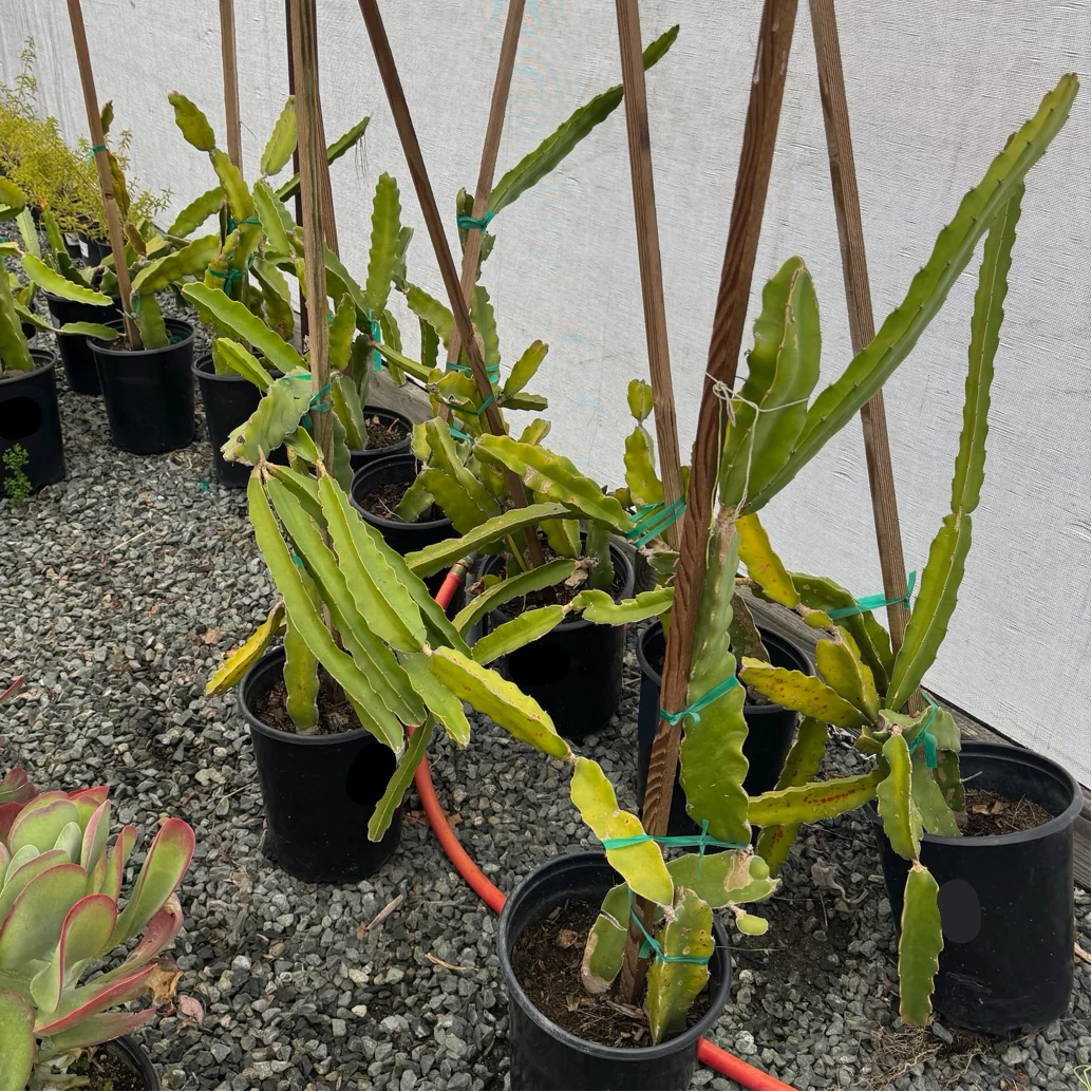 White Dragon Fruit - Image 2