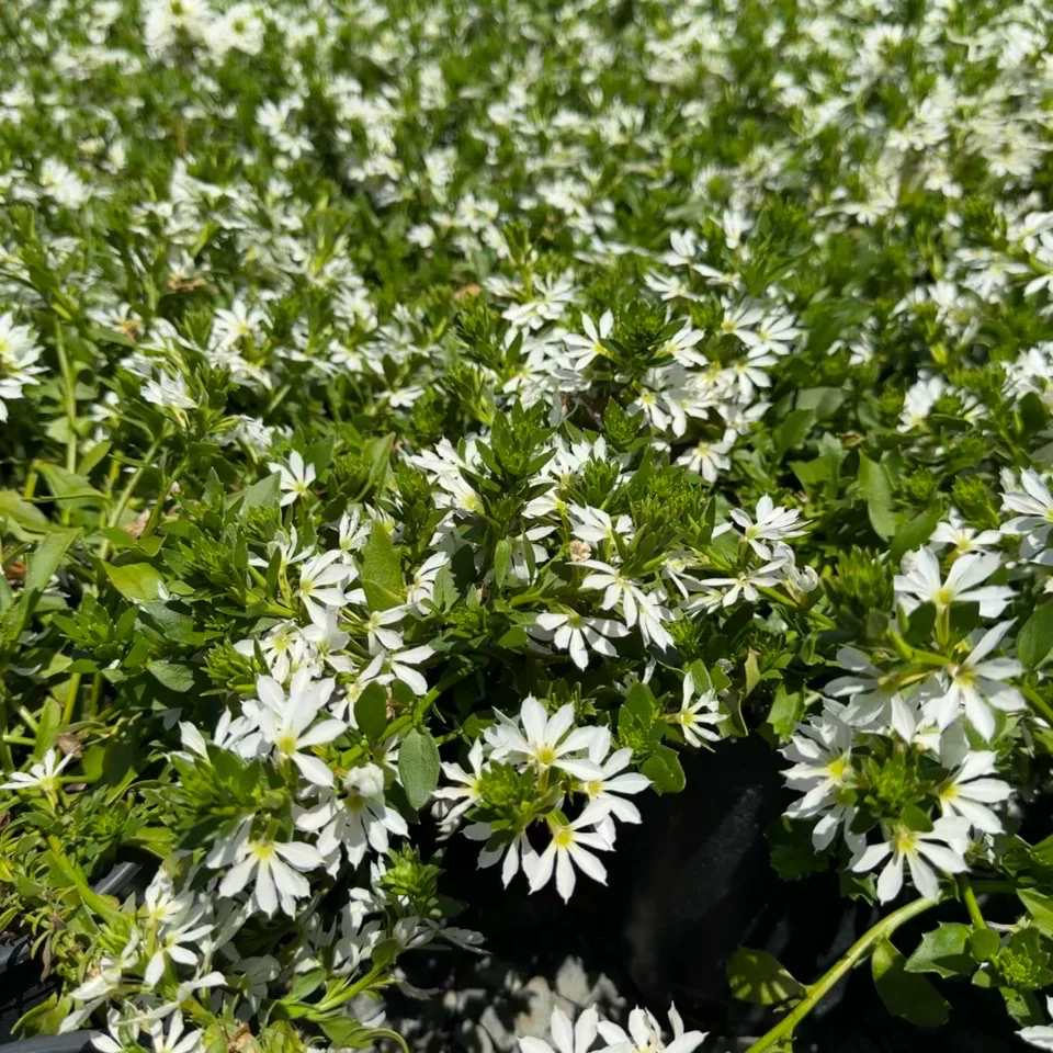 White Fan Flower