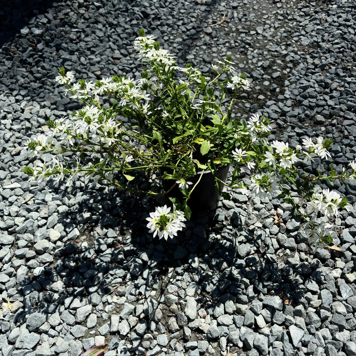 White Fan Flower - Image 2