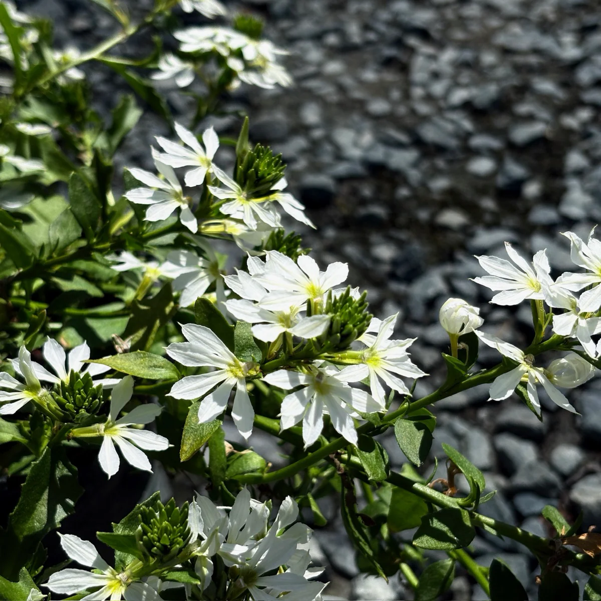 White Fan Flower - Image 3