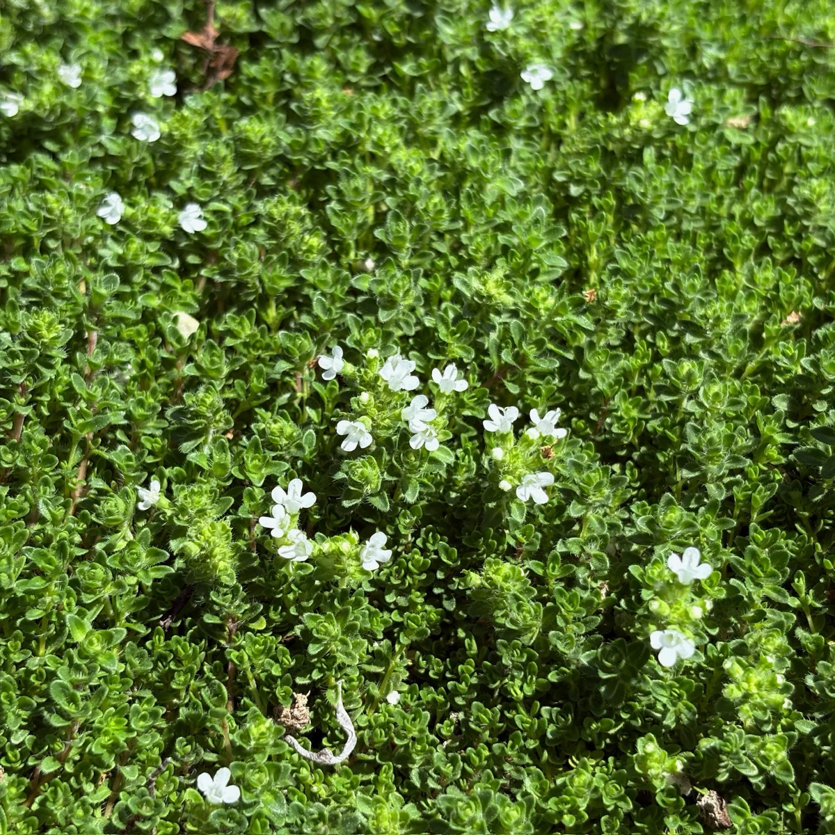 White Flowering Creeping Thyme