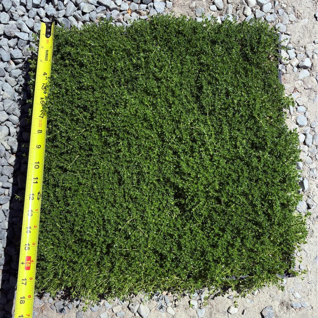 White Flowering Creeping Thyme - Image 2