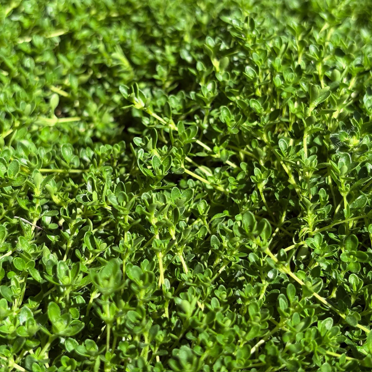 White Flowering Creeping Thyme - Image 3