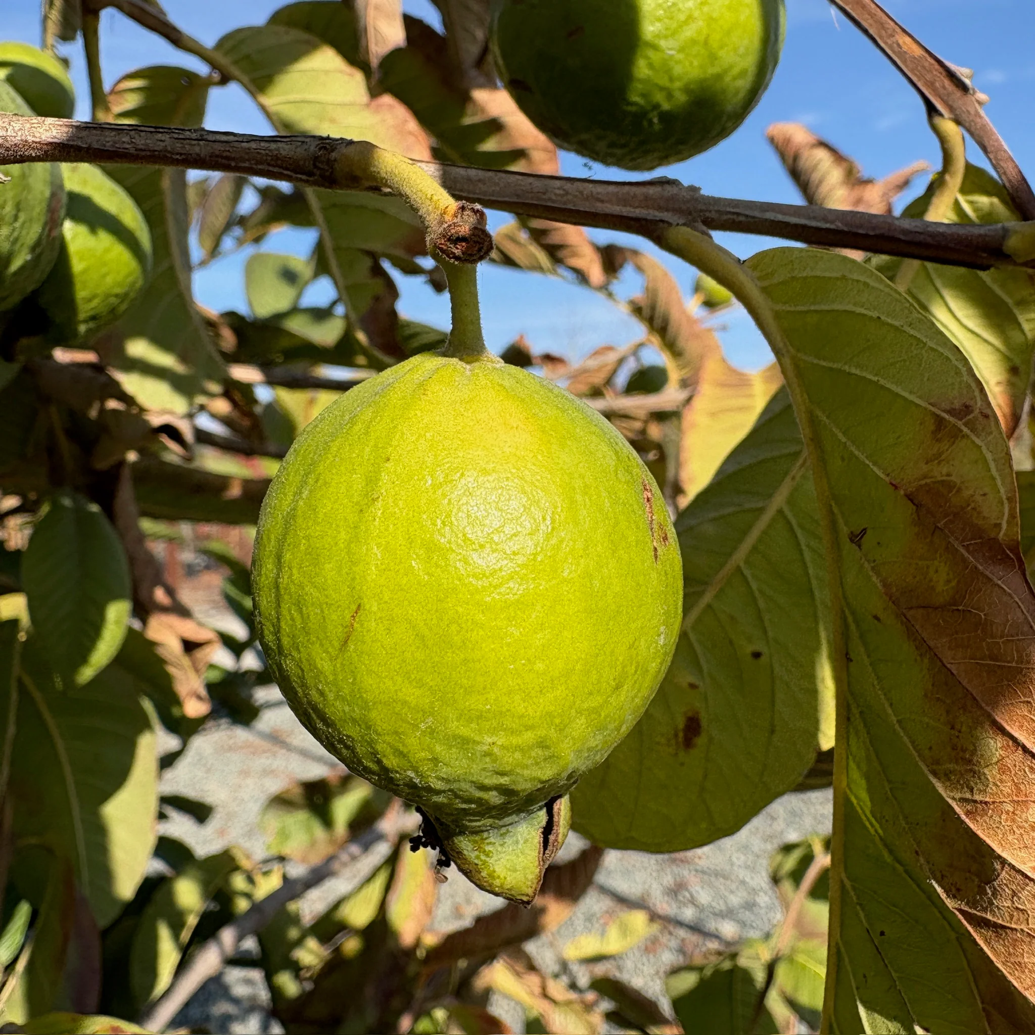 Thai White Guava