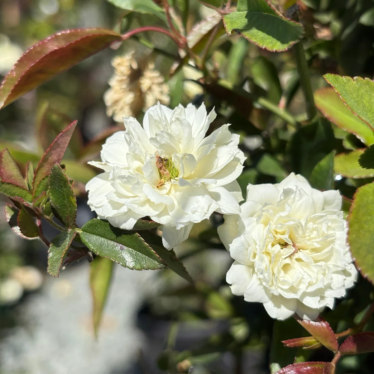White Lady Banks Climbing Rose - Image 3