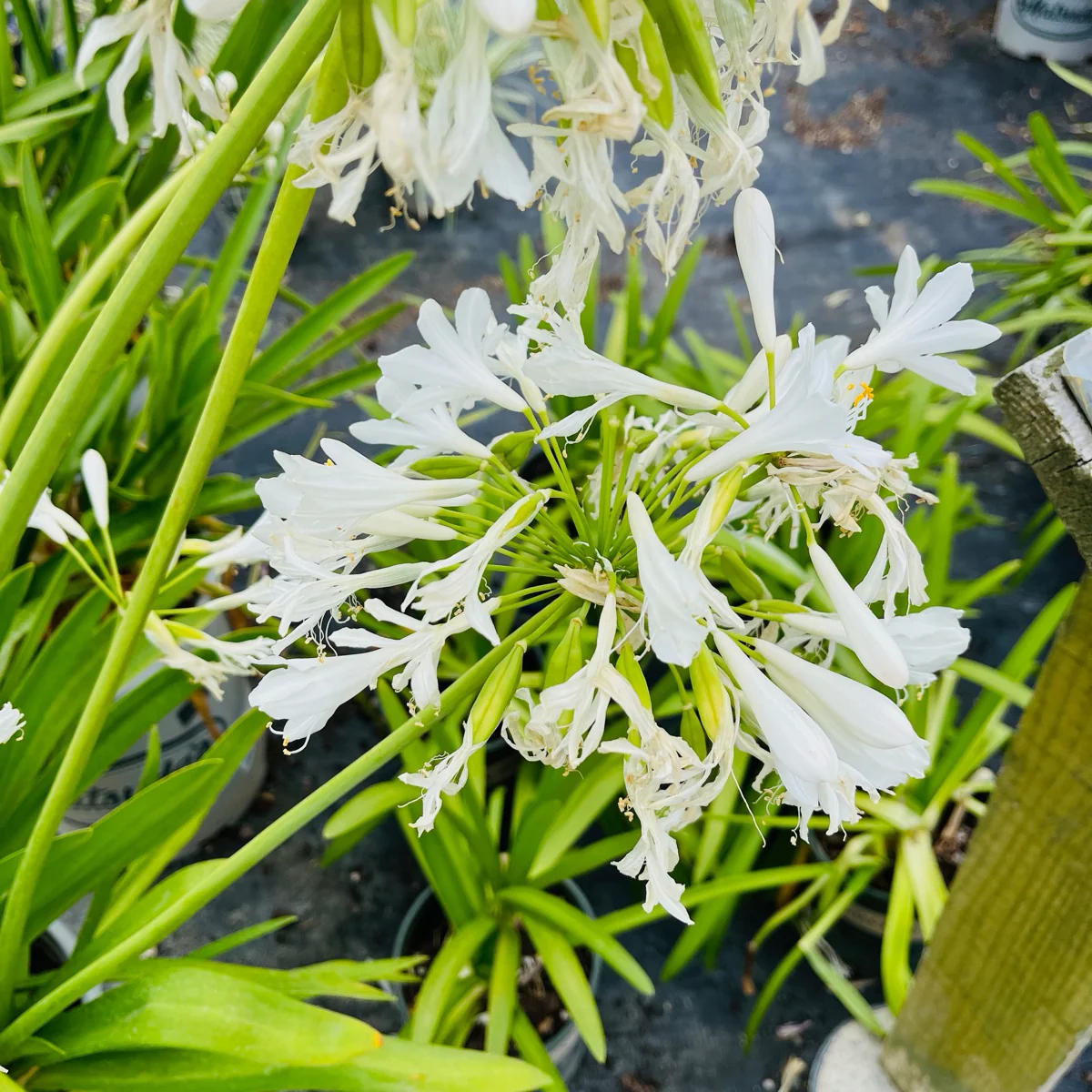 White Lily of the Nile - Image 3