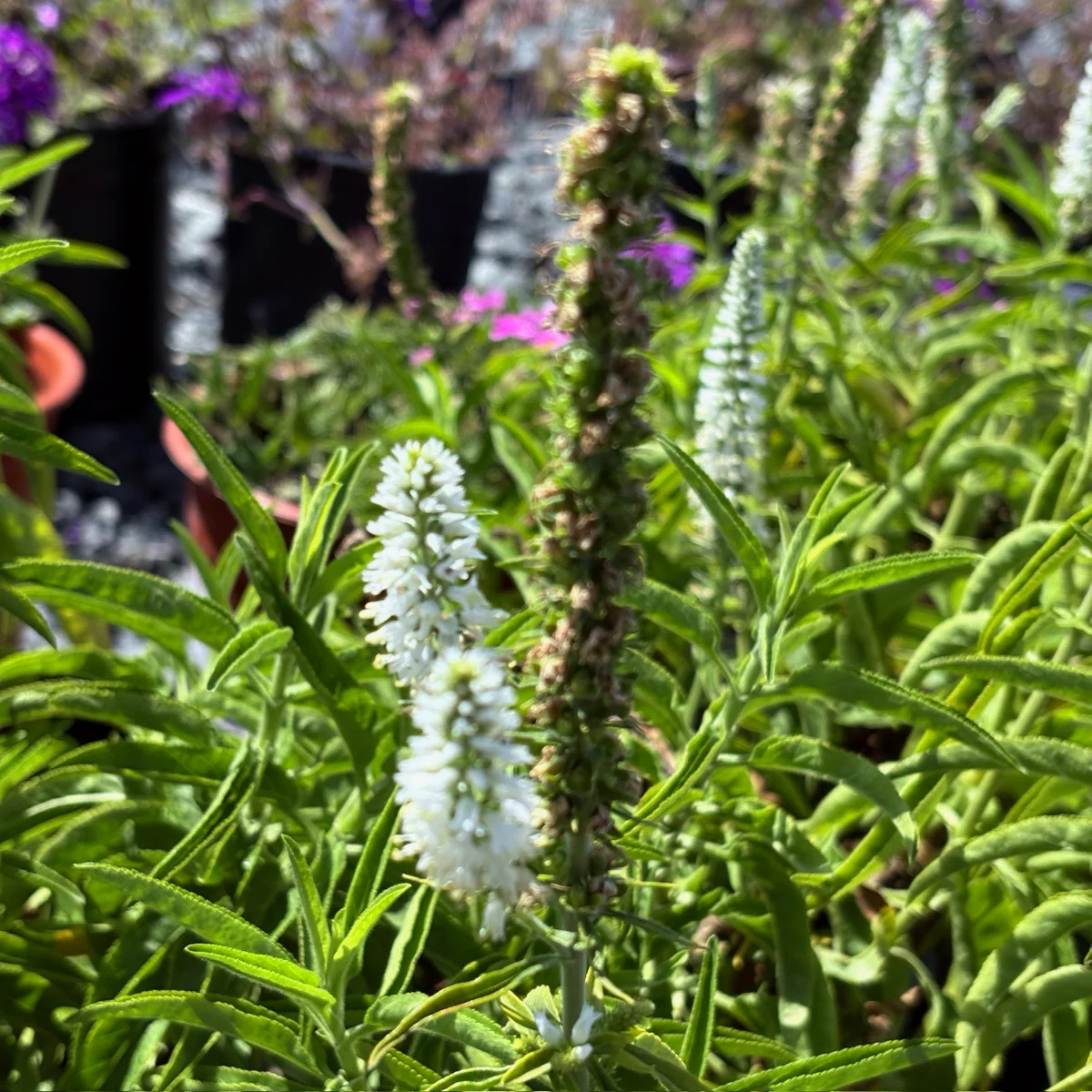 White Speedwell - Image 2