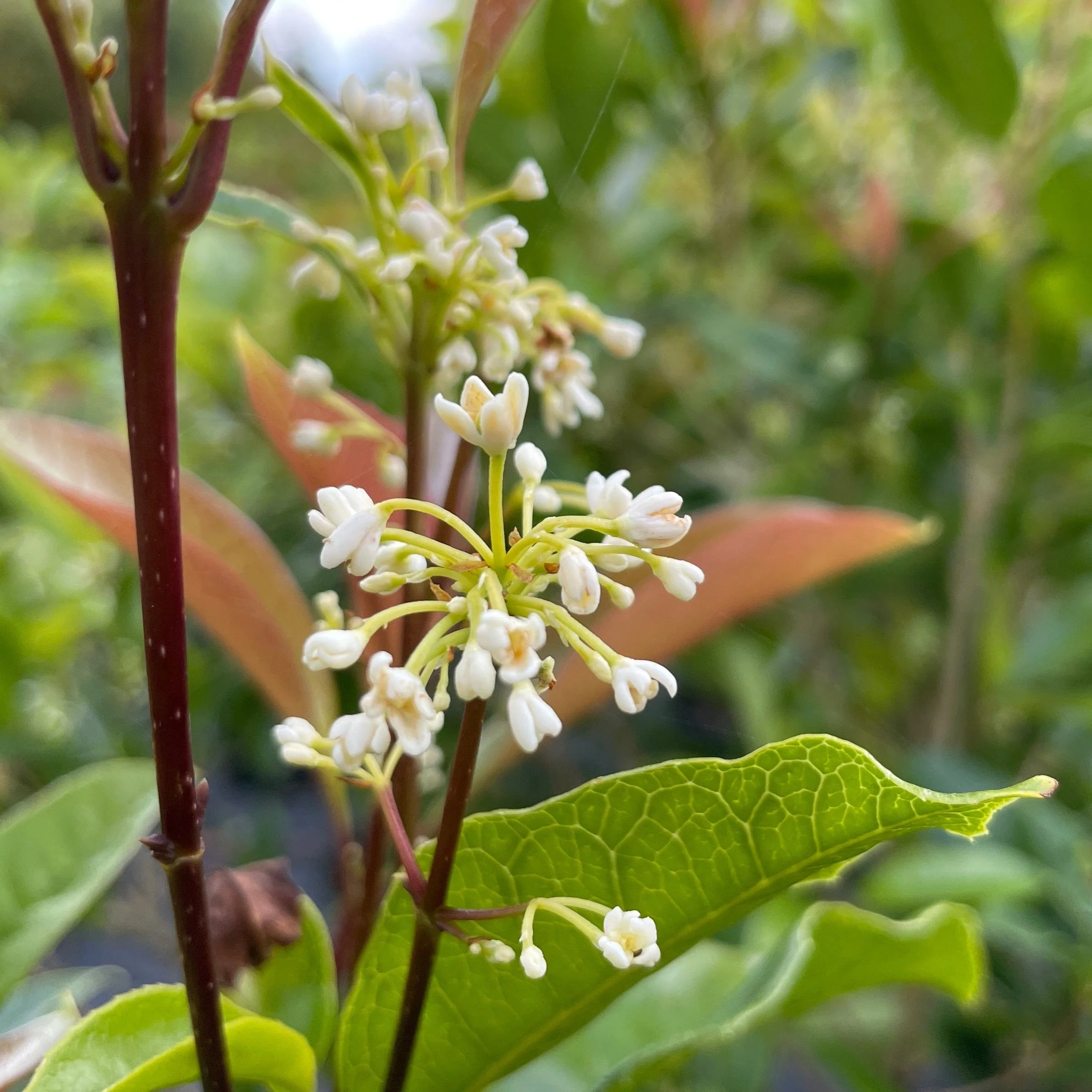 Sweet Tea Olive