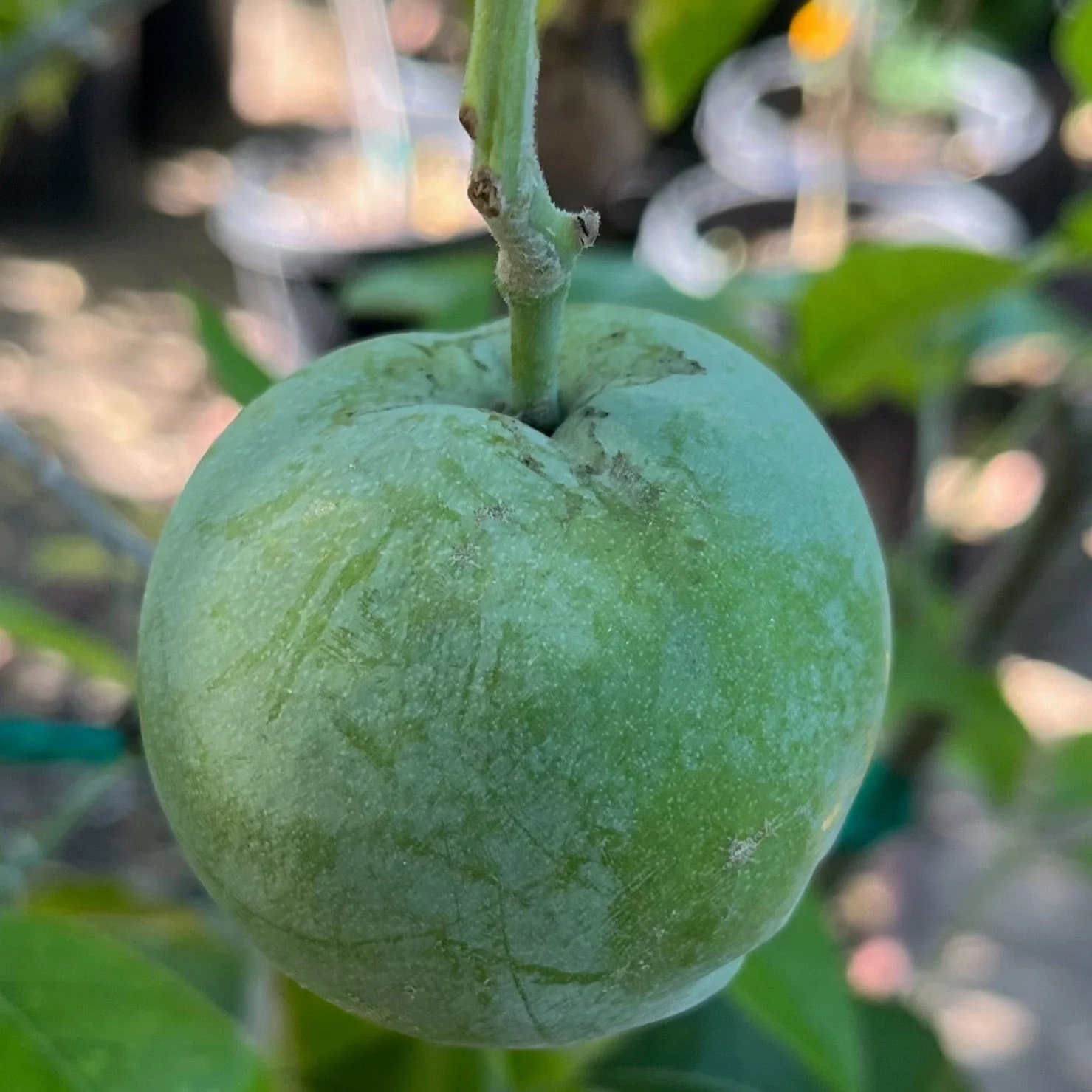 White Sapote Tree