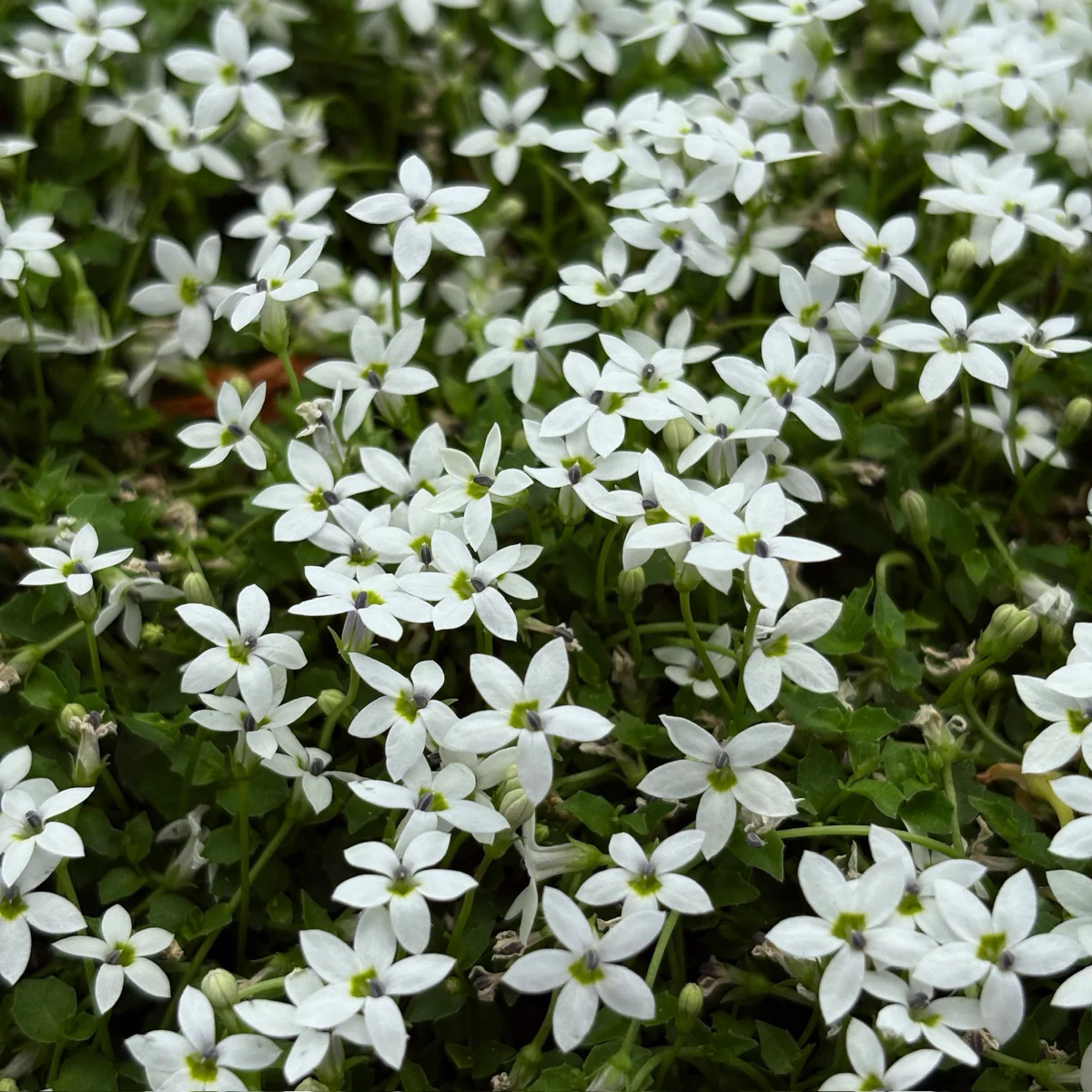 Star Creeper - Image 2