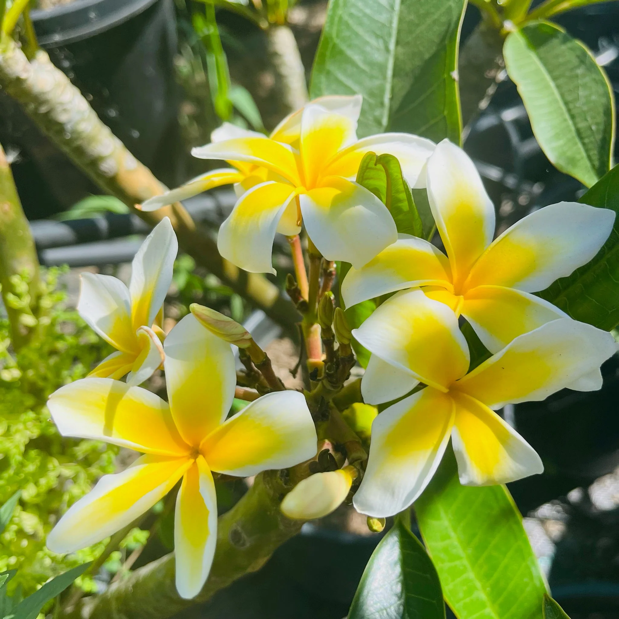White Yellow Plumeria
