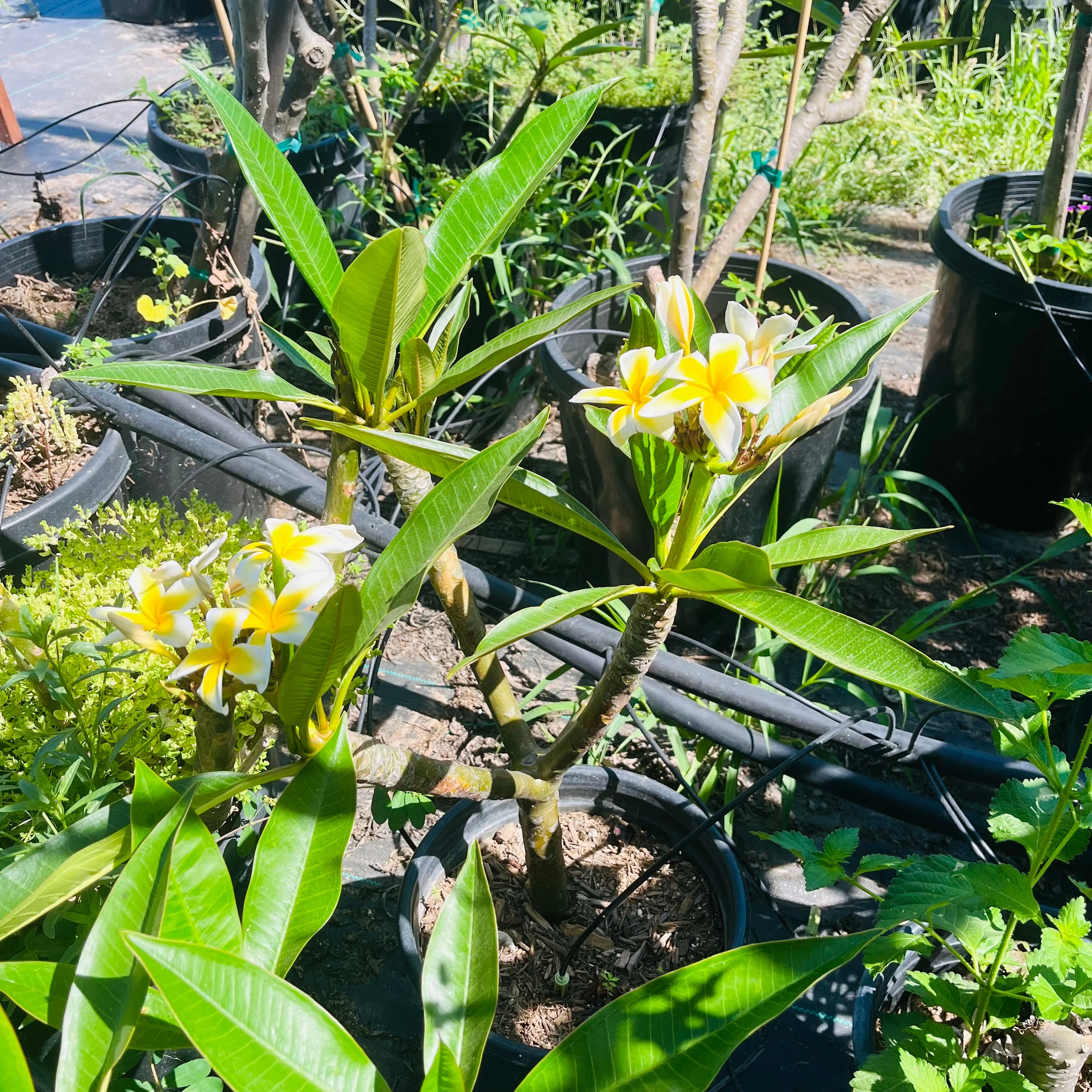 White Yellow Plumeria - Image 3