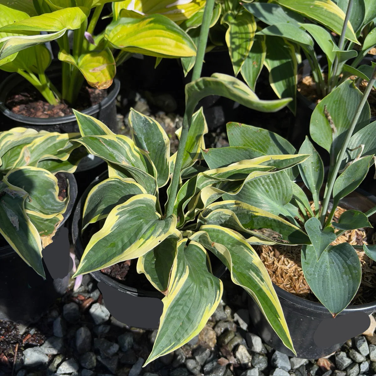 Wide Brim Plantam Lily - Image 3