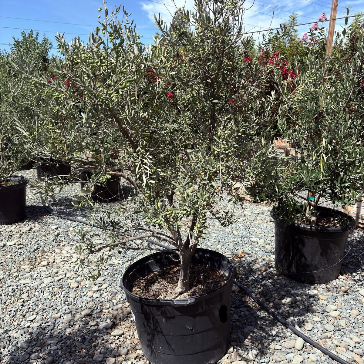Wilsonii Olive Tree - Image 3