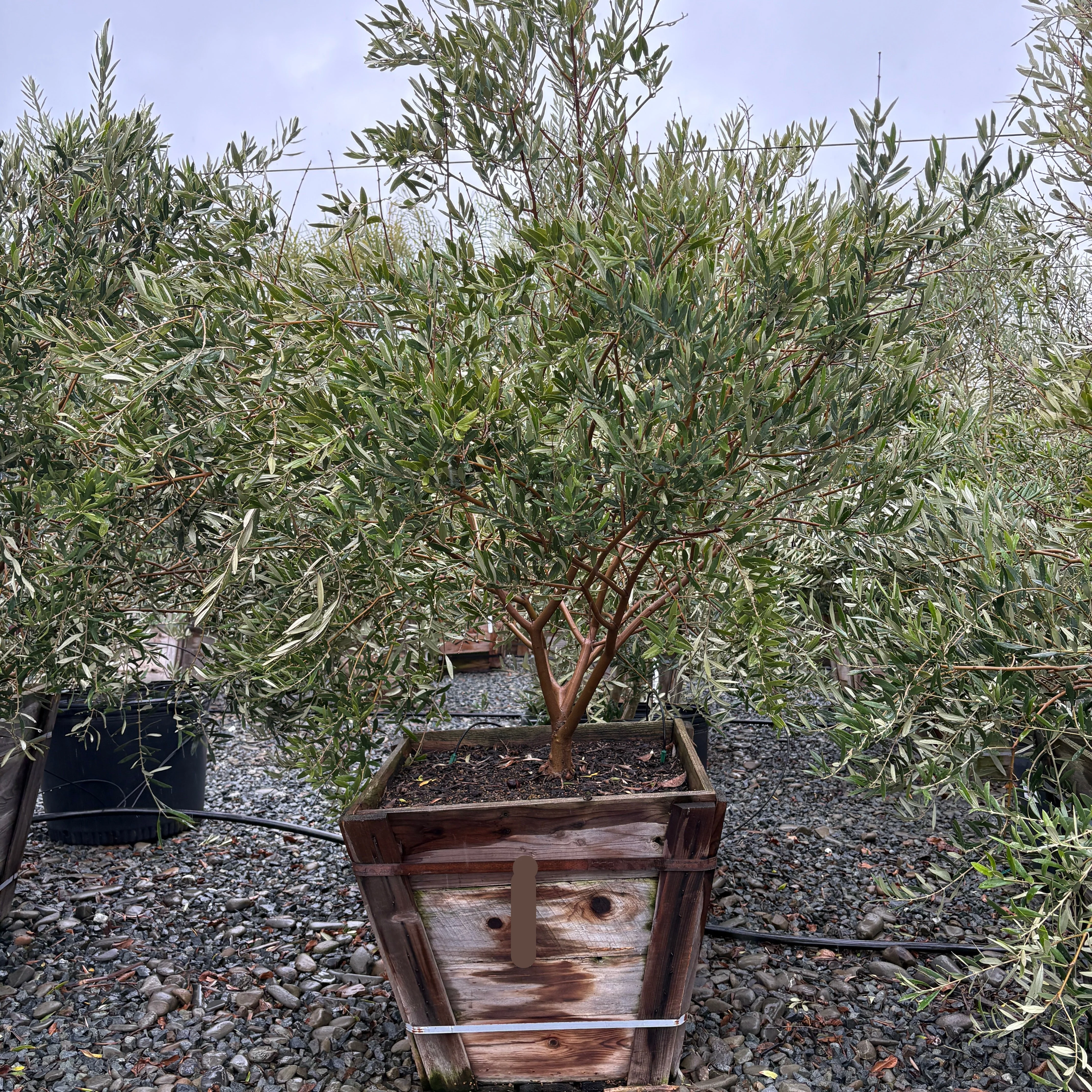 Wilsonii Olive Tree - Image 1