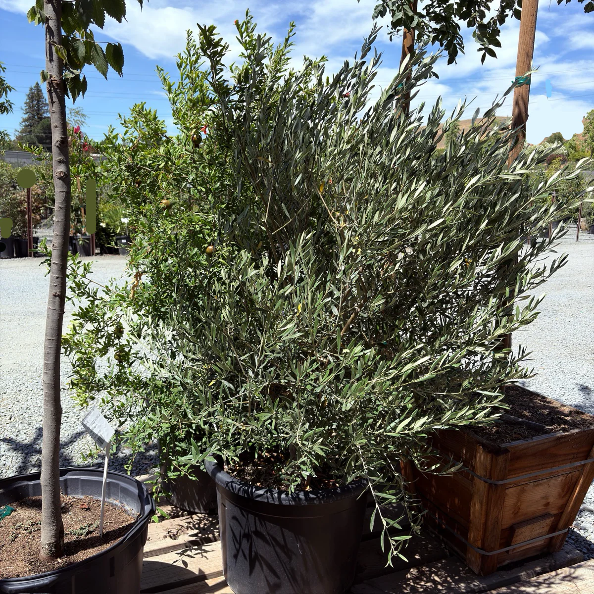 Wilsonii Olive Tree - Image 2