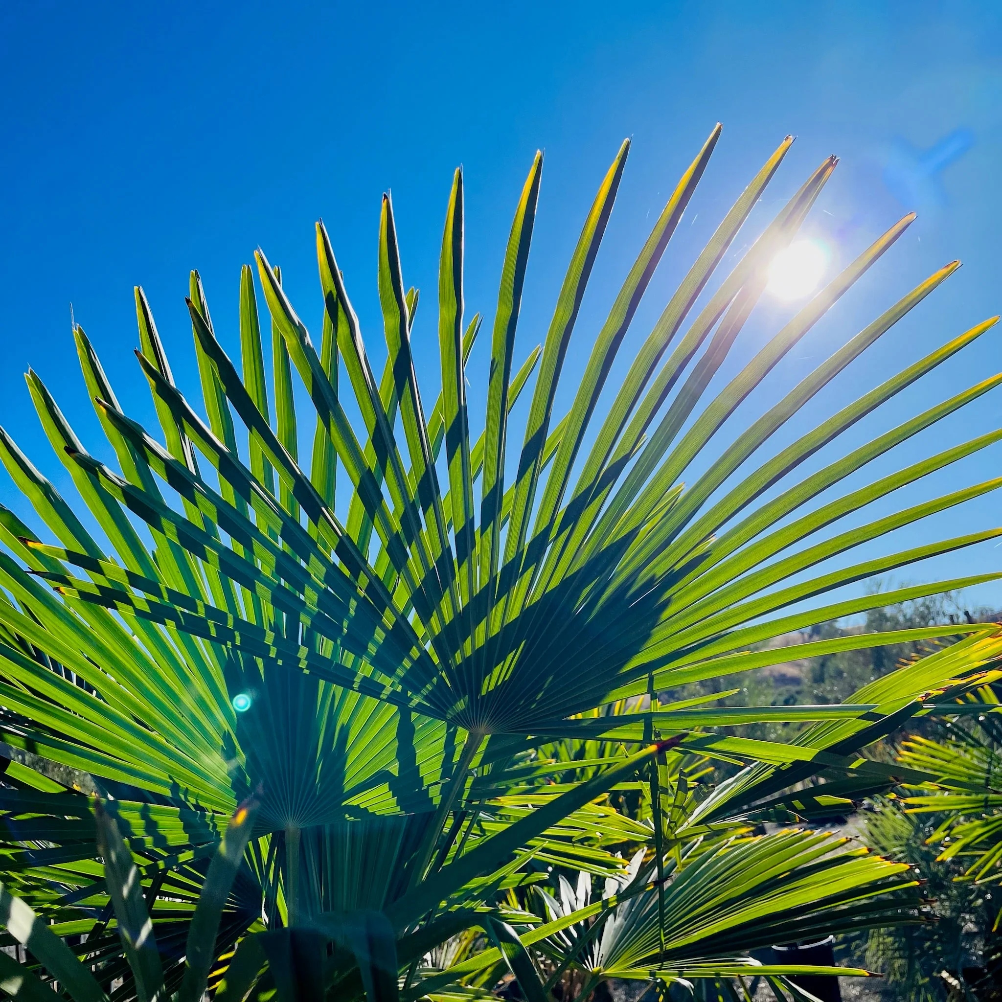 WindmillI Palm - Image 2