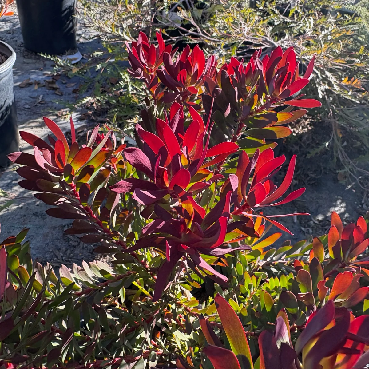 Winter Red Cone Bush - Image 1