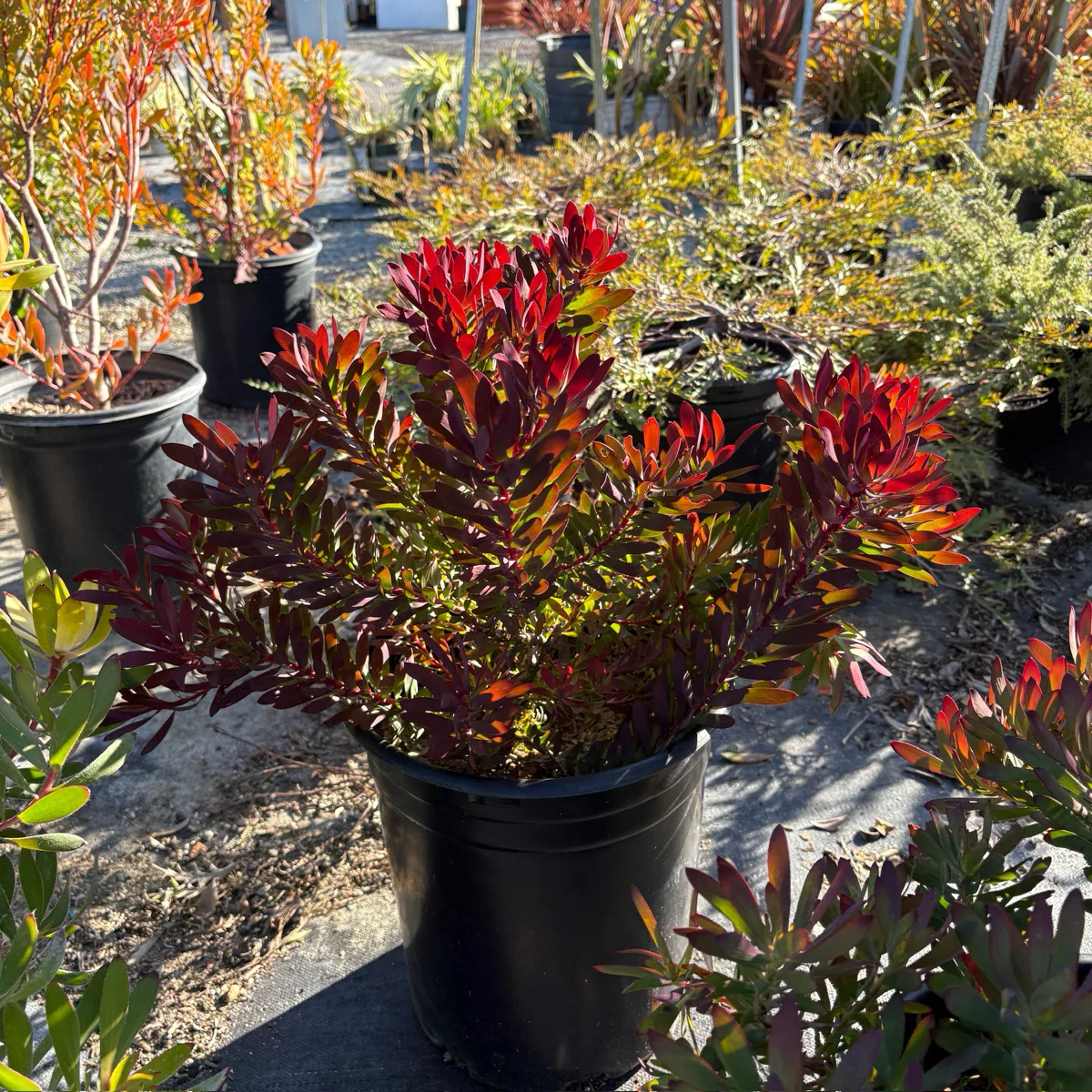 Winter Red Cone Bush - Image 2