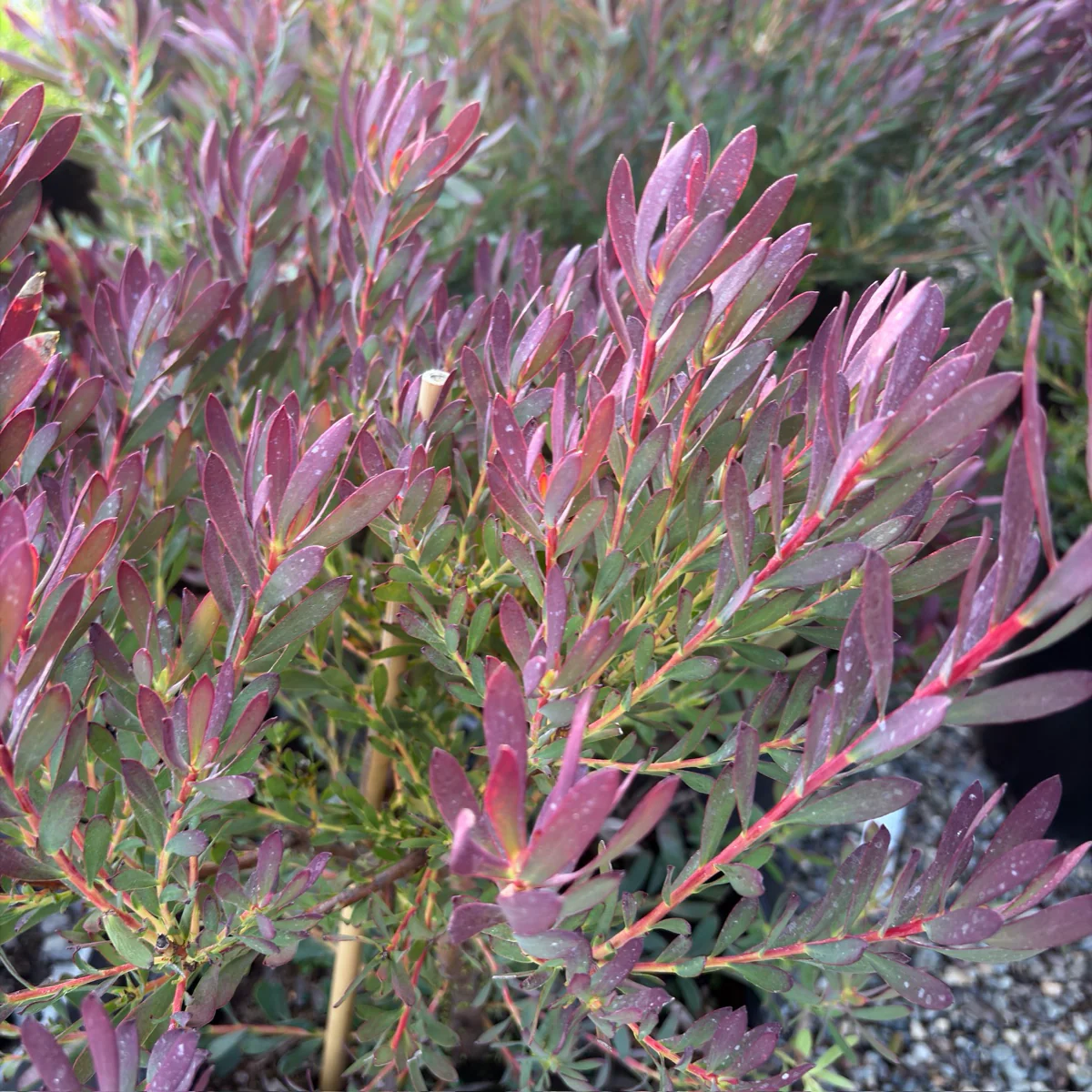 Winter Red Cone Bush - Image 3