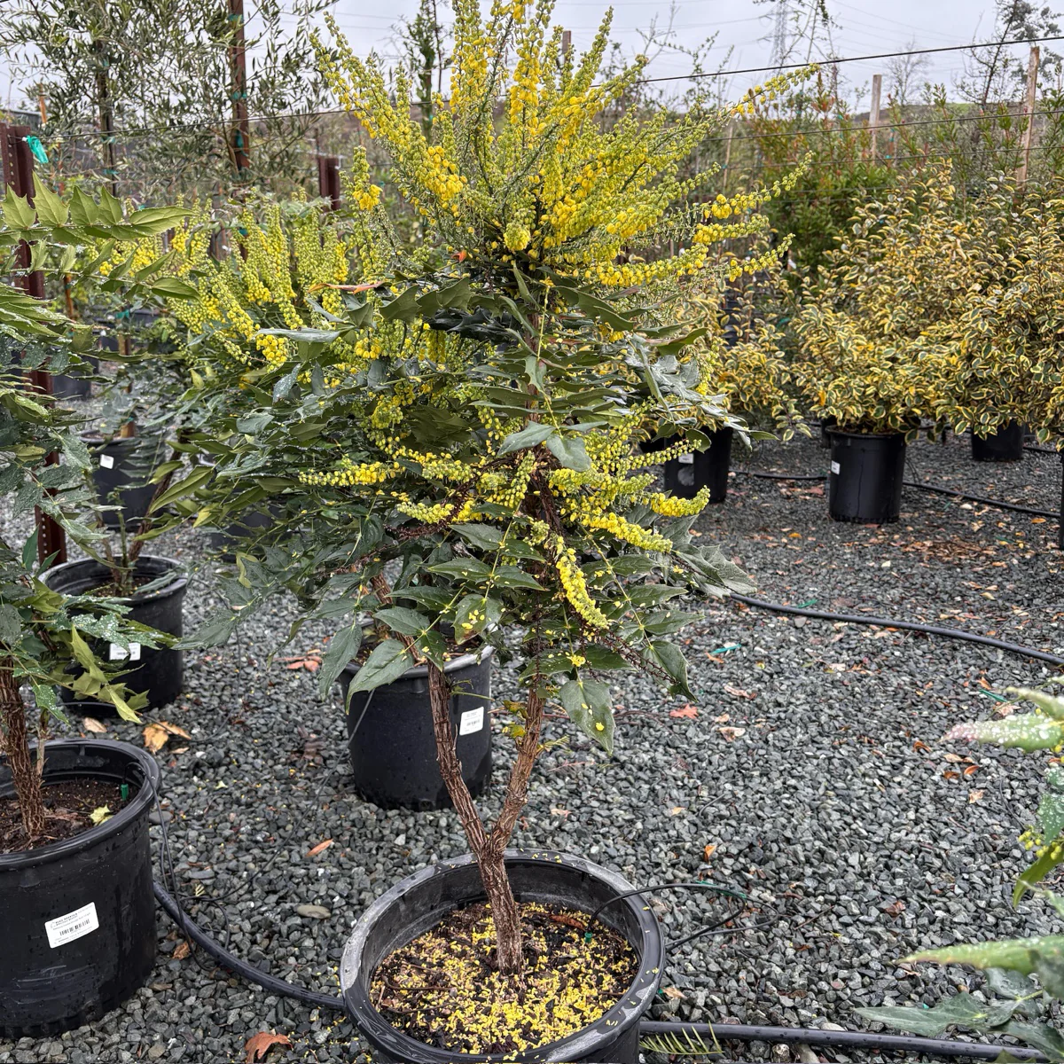 Winter Sun Hybrid Mahonia - Image 1