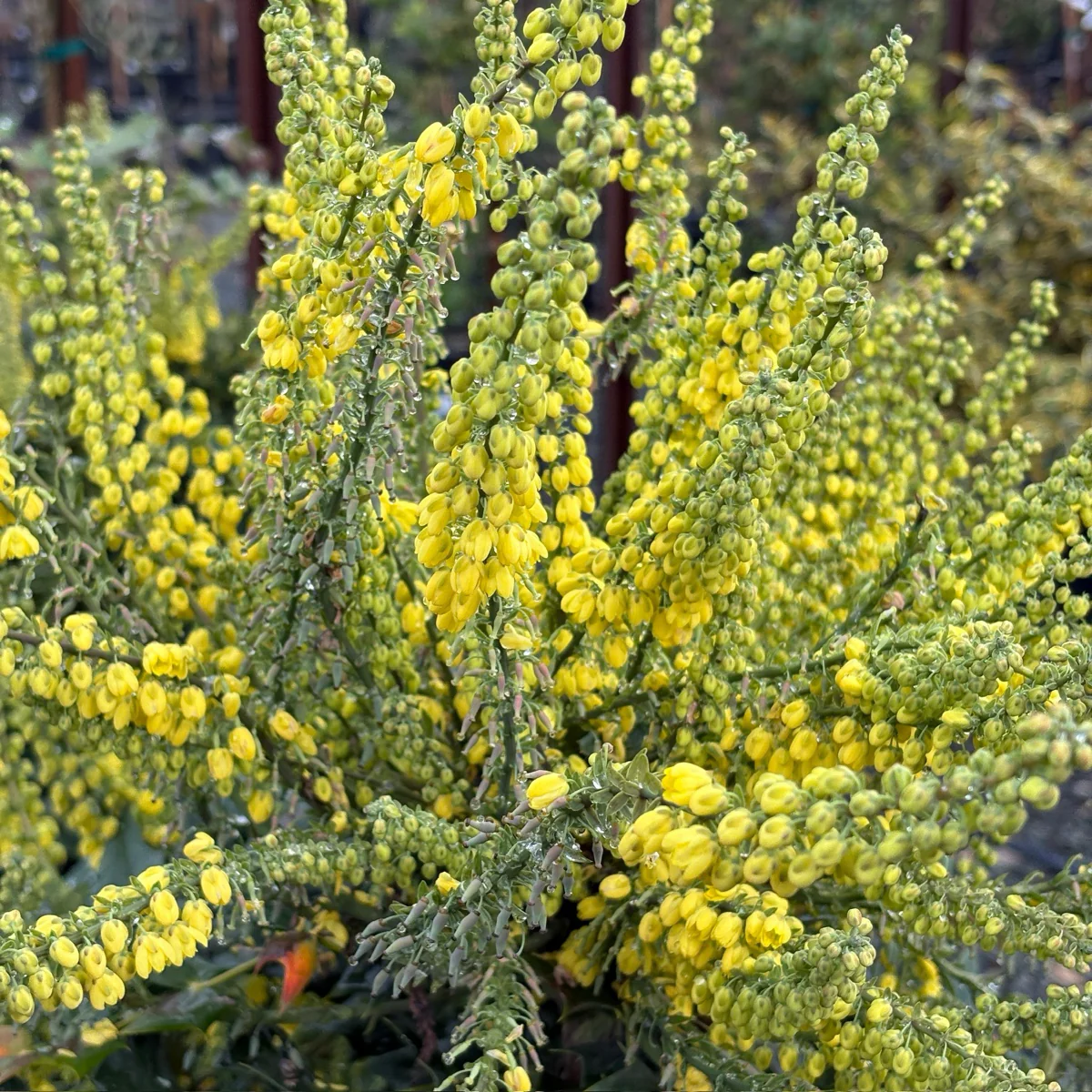Winter Sun Hybrid Mahonia - Image 2