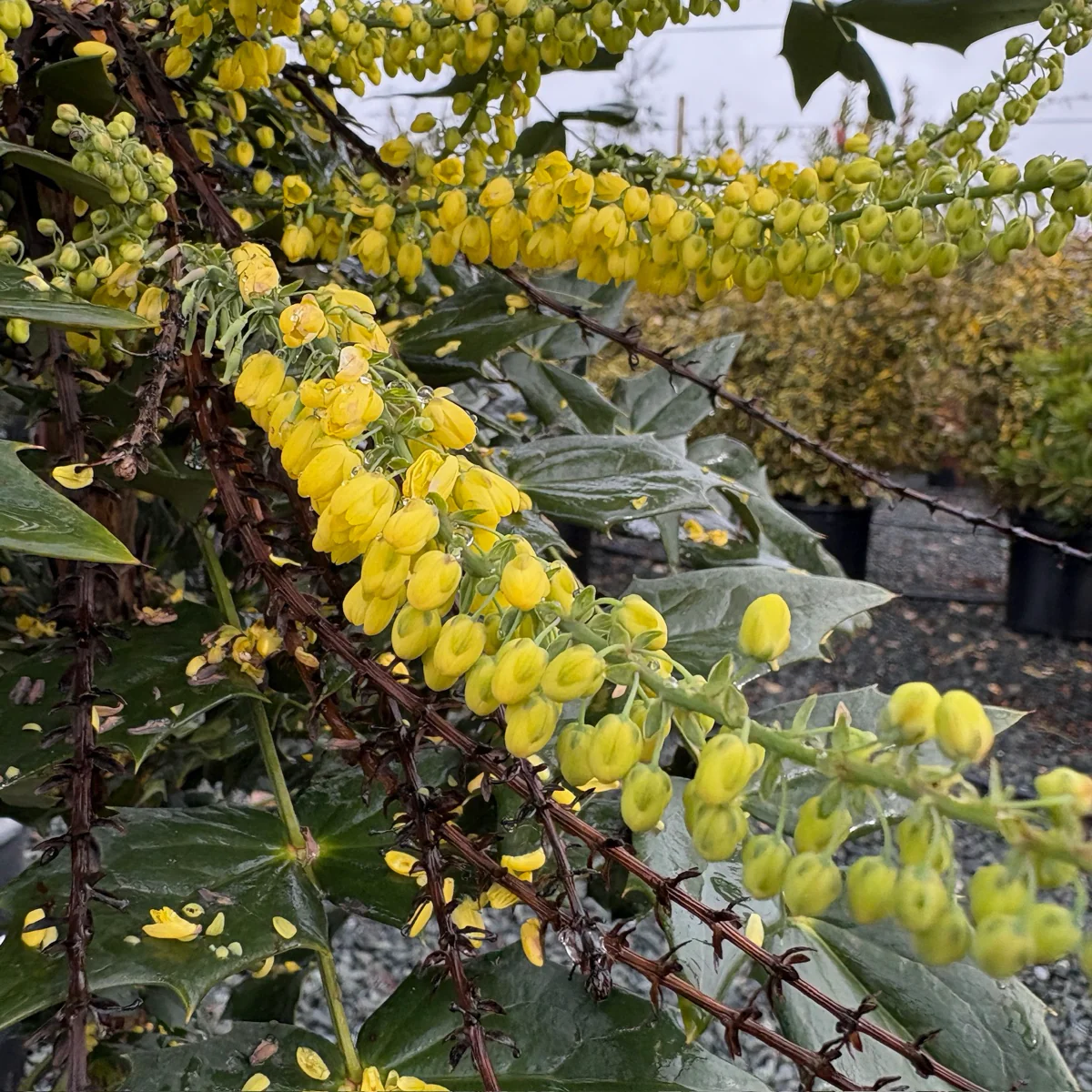Winter Sun Hybrid Mahonia - Image 3