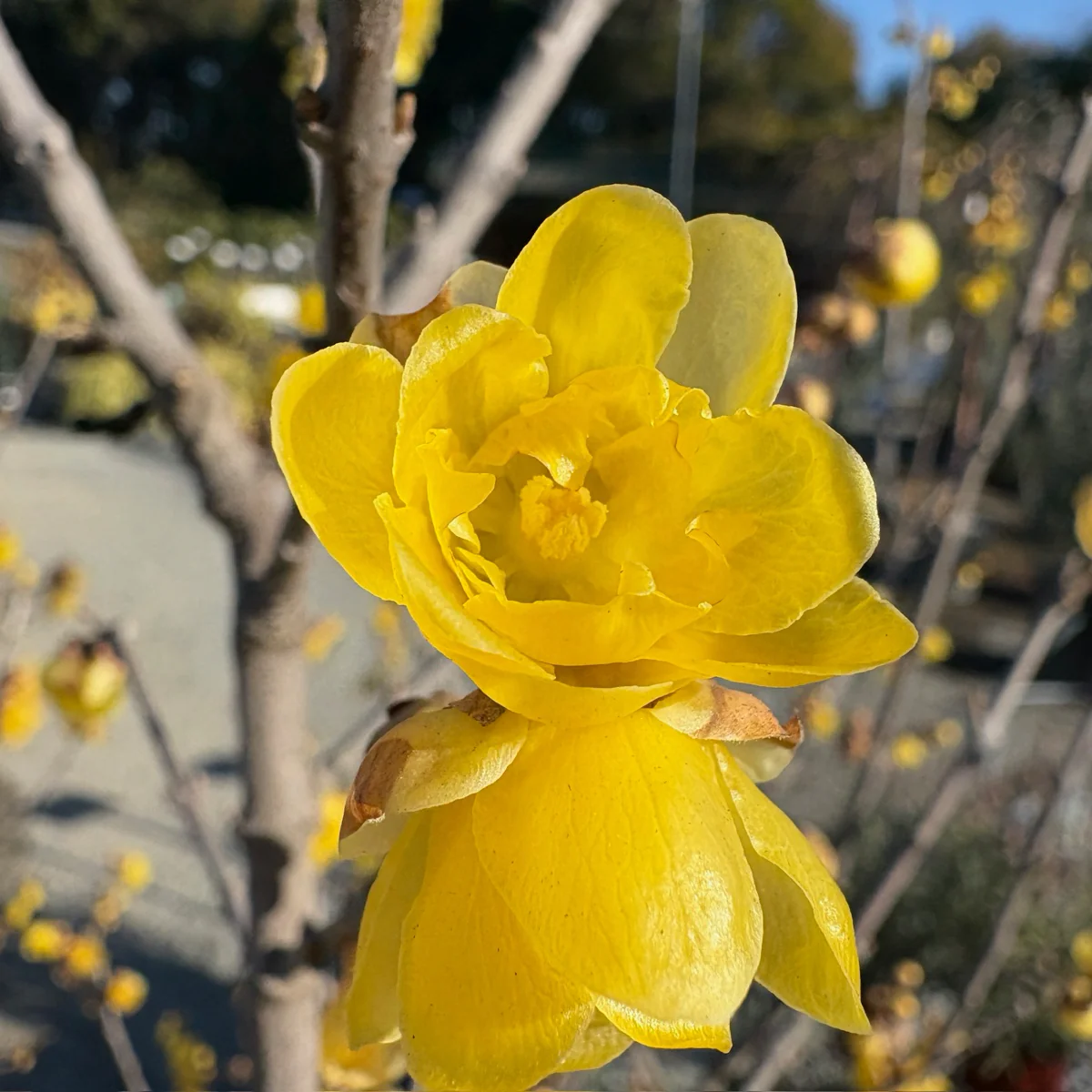 Wintersweet