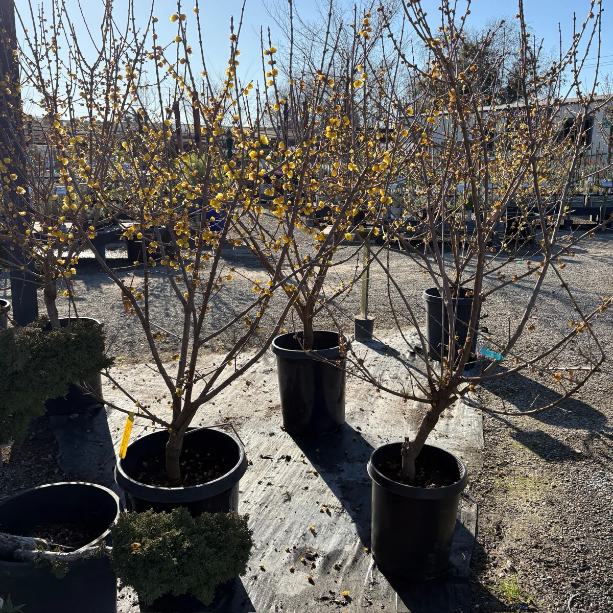 Wintersweet - Image 2
