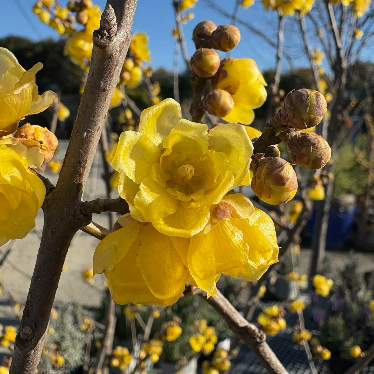 Wintersweet - Image 3