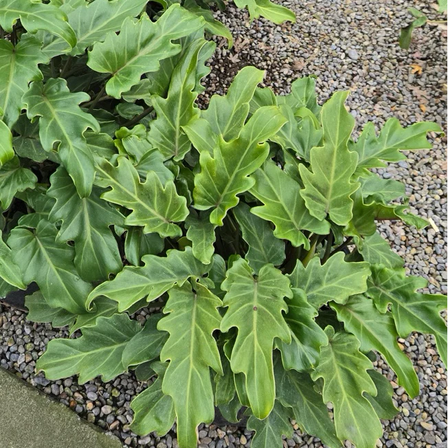 Xanadu Philodendron - Image 2