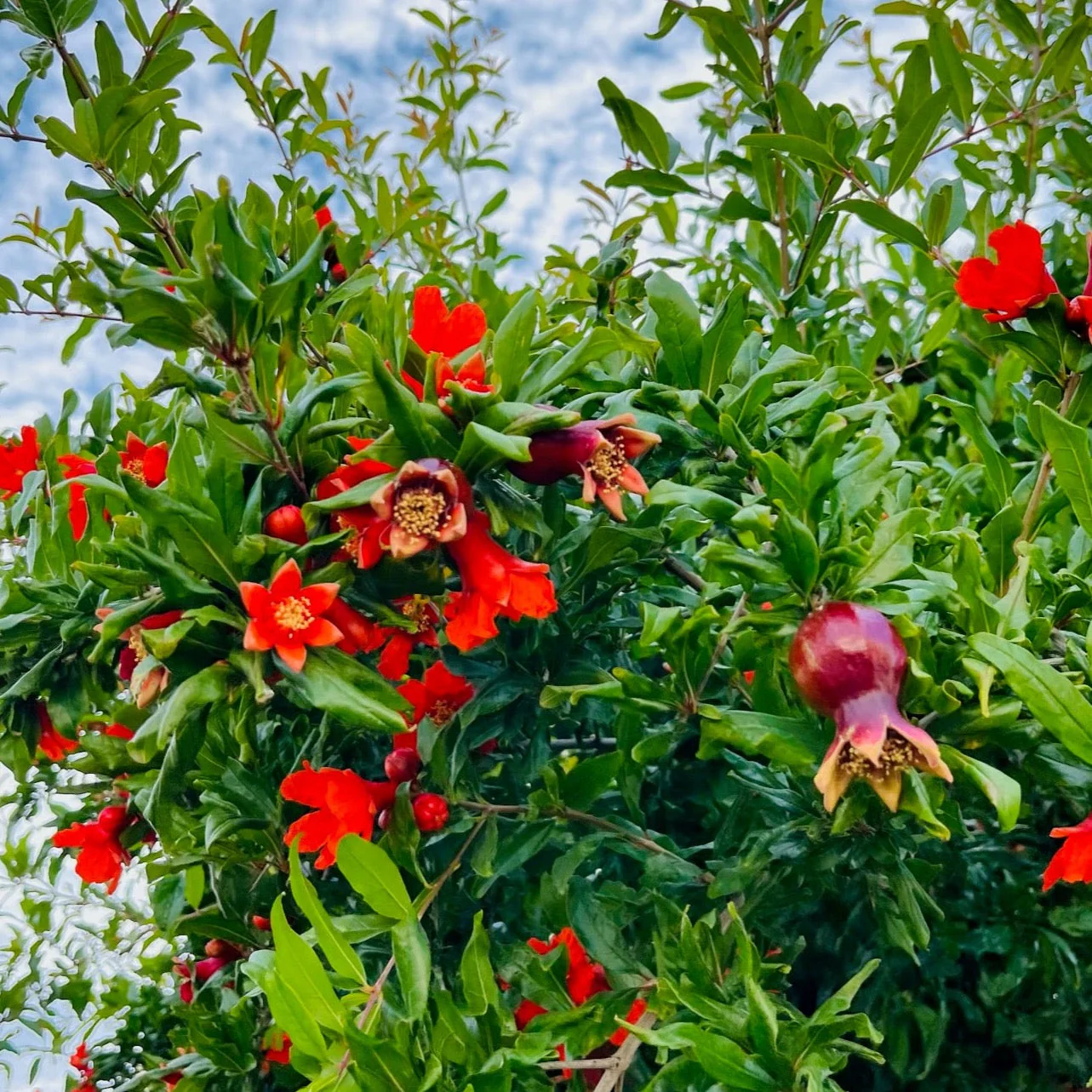 Wonderful Pomegranate - Image 3