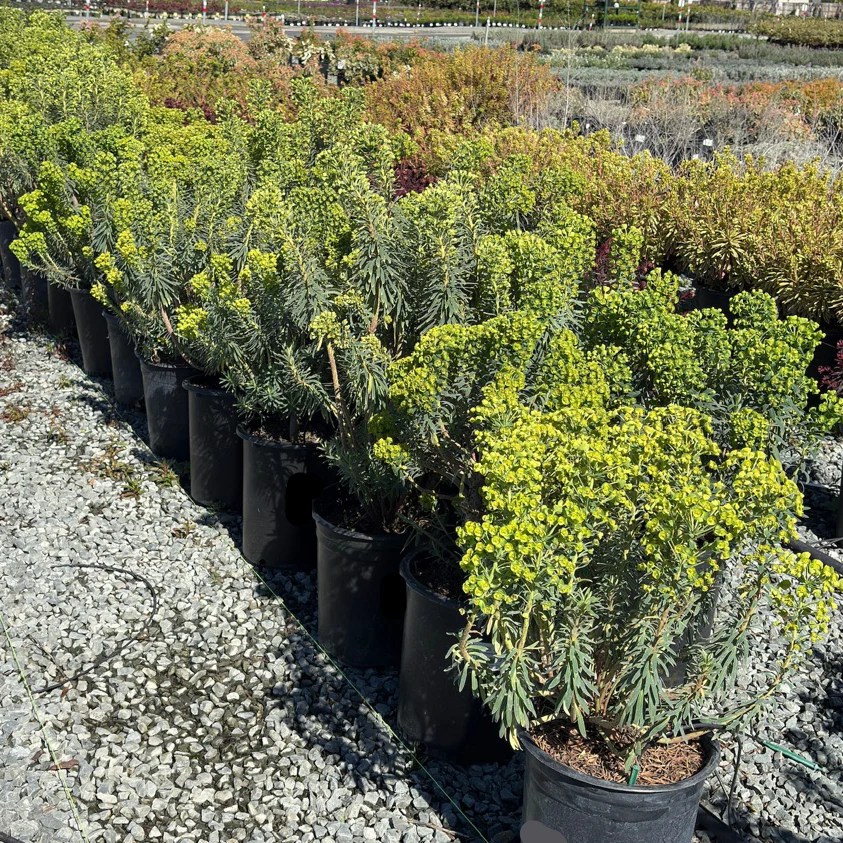 Wulf Spurge