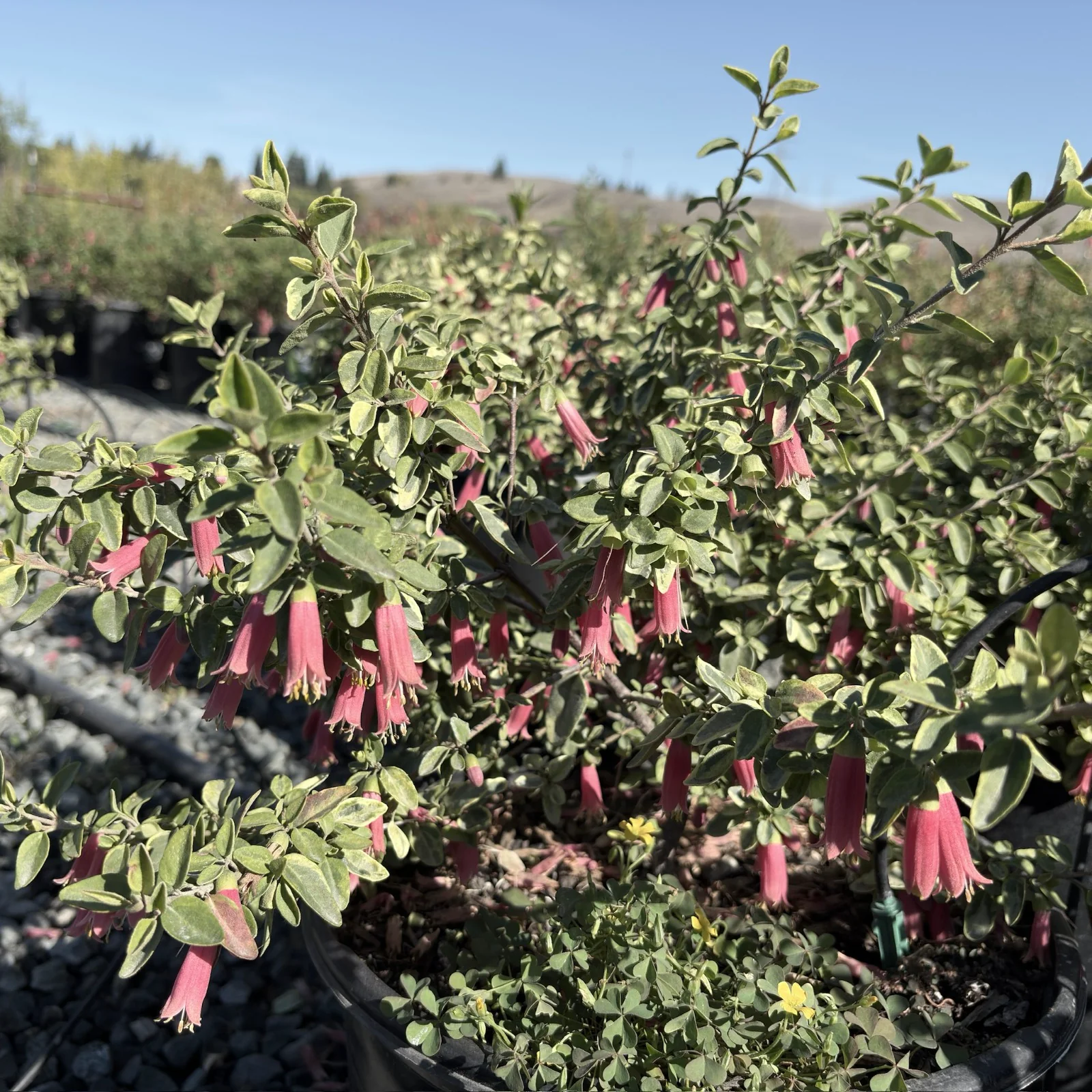 Wyn’s Wonder Australian Fuchsia
