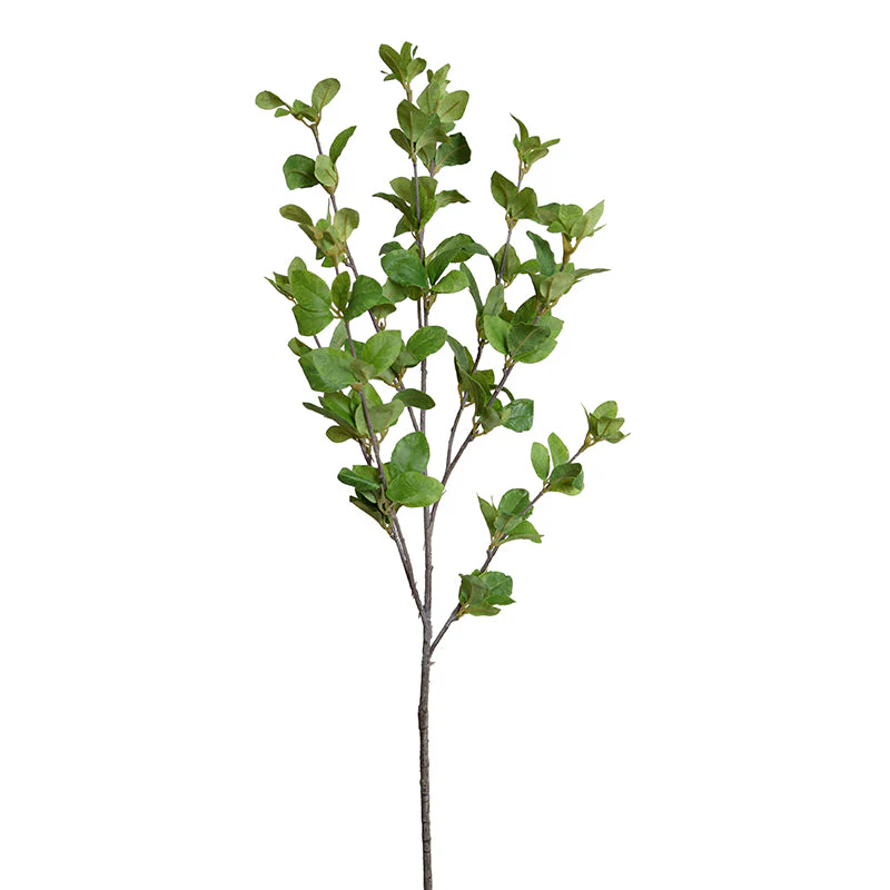 Privet Foliage Spray - Image 2